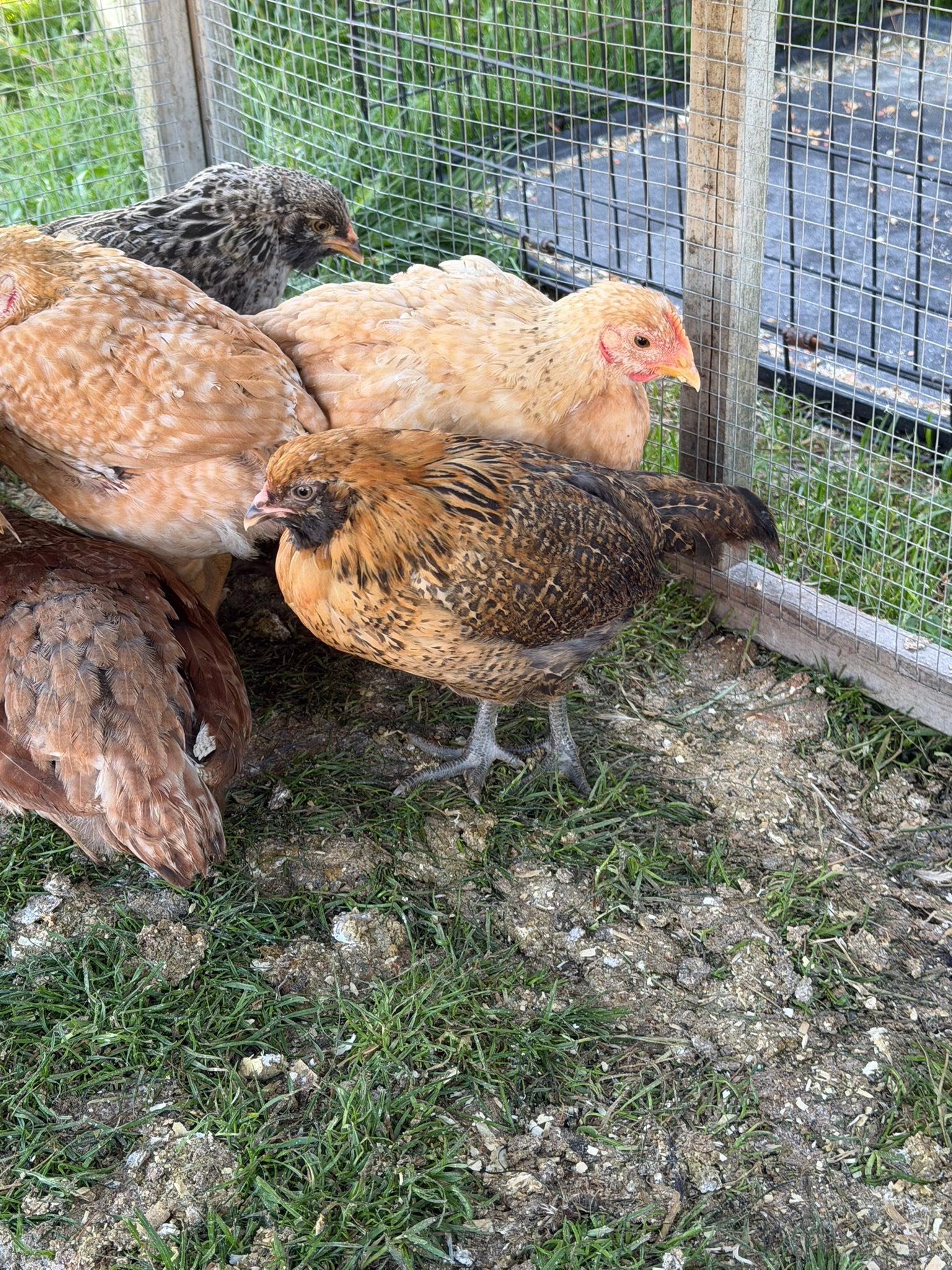 What breed is my 4 5 week old chicken 