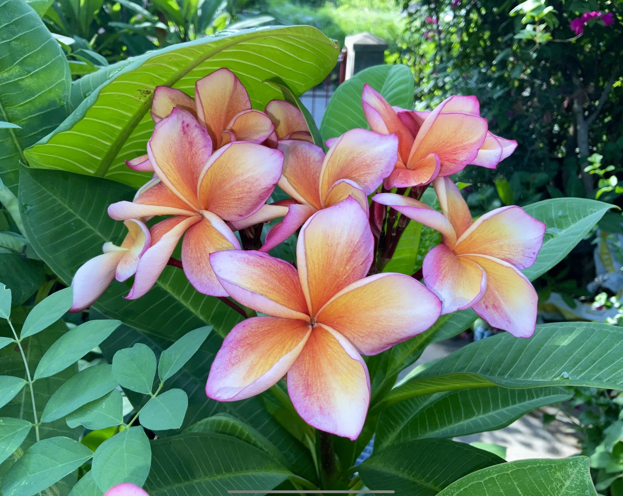 Isn't she lovely and smells delightful! She is a Plumeria.
