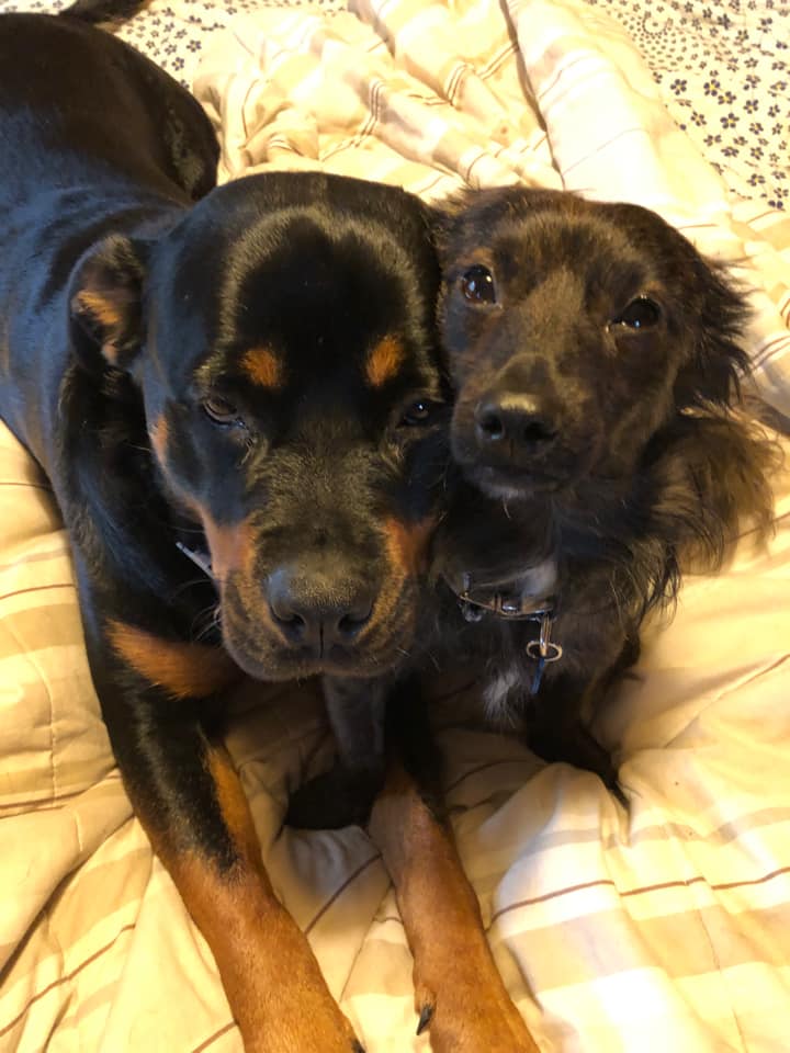 Roxy the Rottie and her rescue... - RSPCA South Australia | Facebook