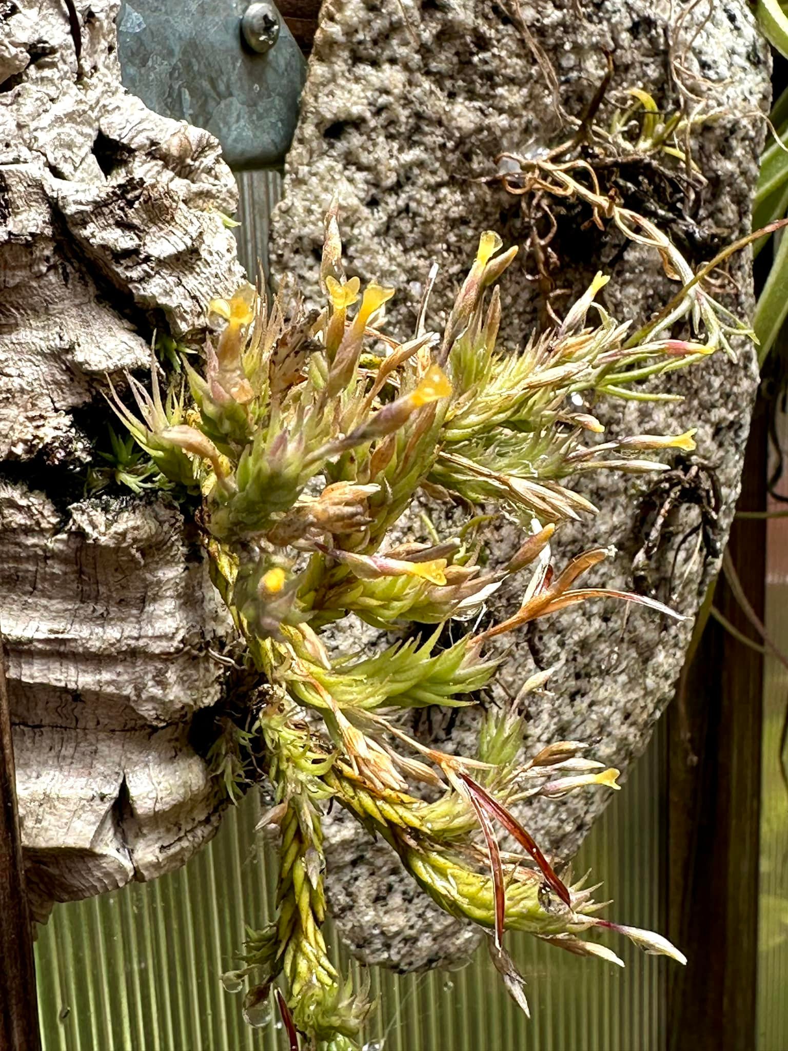 Tillandsia pedicellata (in full bloom)