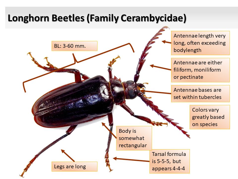 Insect Sciences Museum of California - ISMC | Common Families of Spring ...
