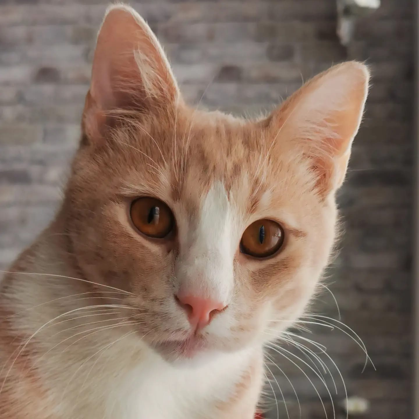 Jamie Lynn　「Sleeping Cat」　157 Hi, I'm new to the group. This is Finn, our 5-month-old orange cat