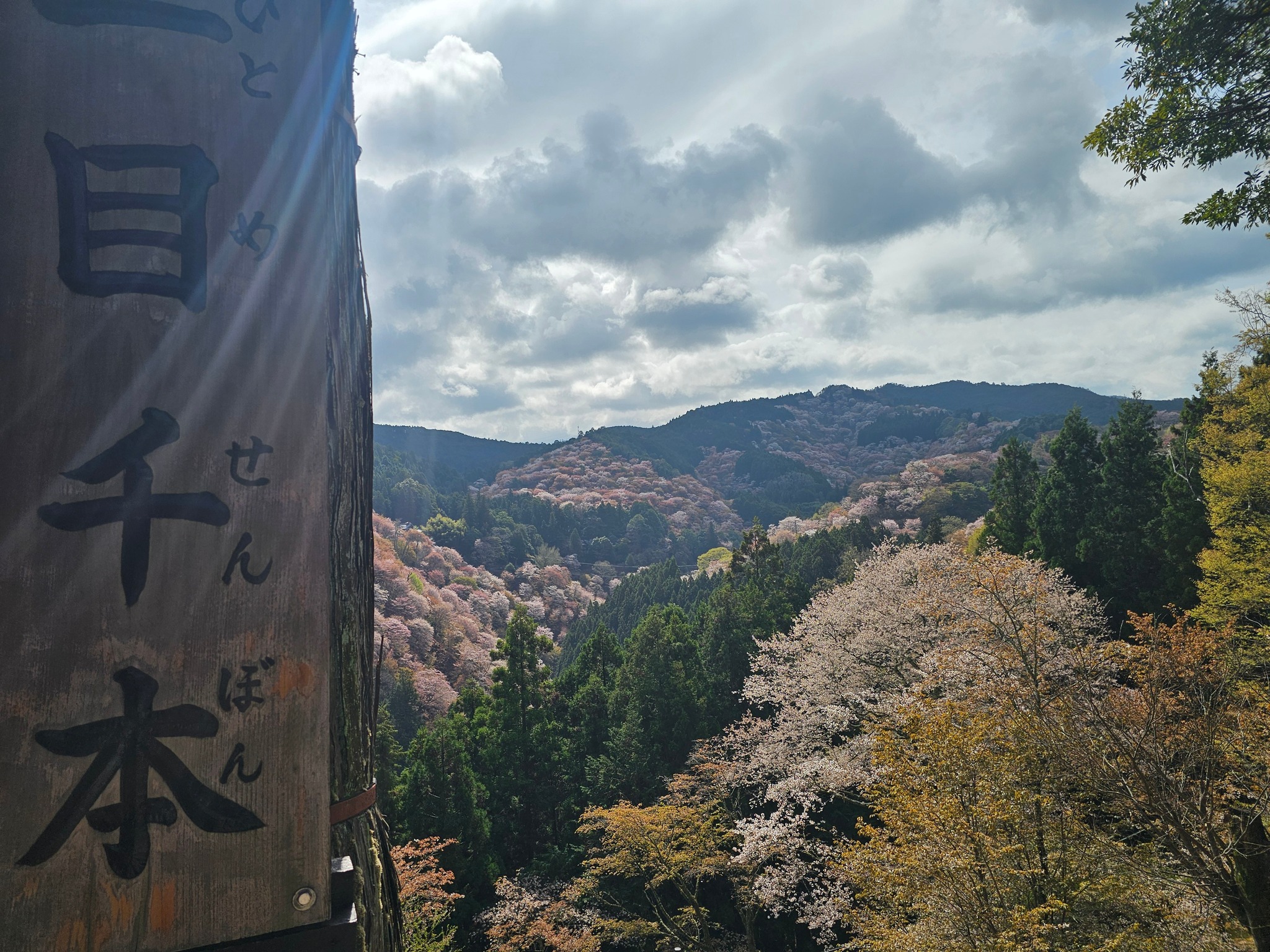 Mt. Yoshino sakura viewing tips