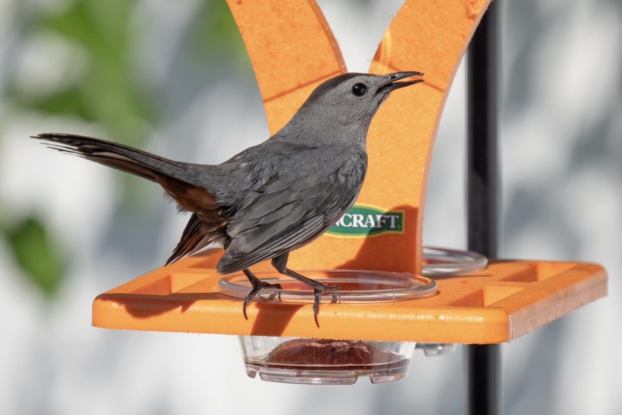 Certainly not an Oriole but this Gray Catbird enjoys jelly as well.