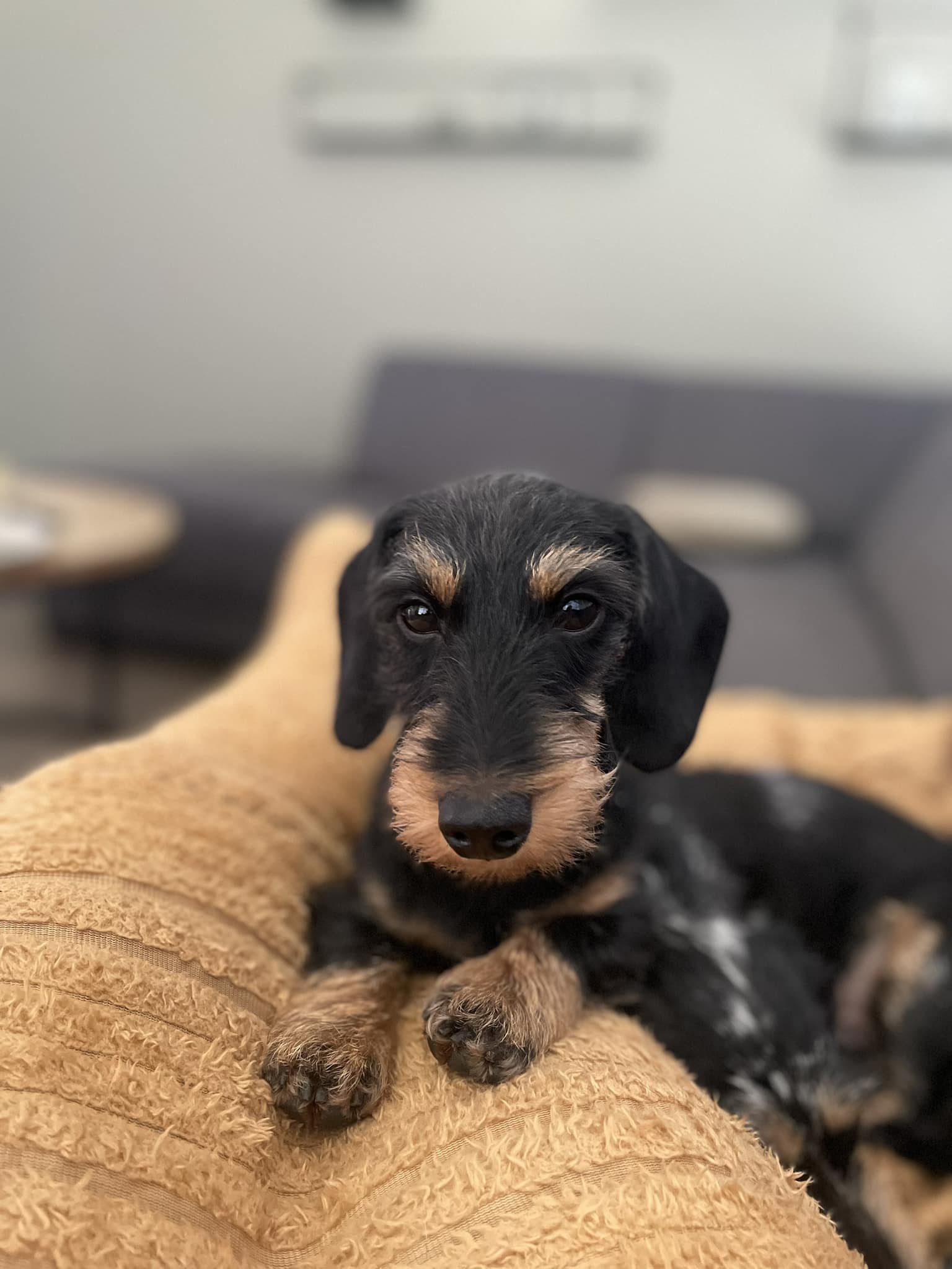 Wire Haired rabbit&miniature dachshund EL VIENTO DEL NORTE kennel | El ...