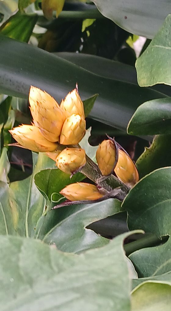 Wittmackia distans bromeliad native to western Jamaica