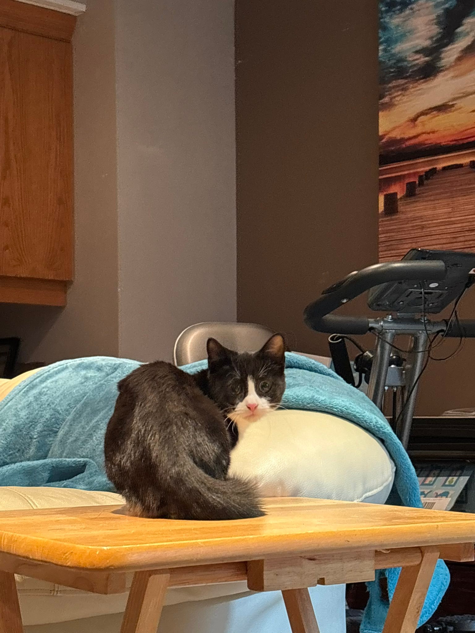 Reunited with kitty in North Kildonan