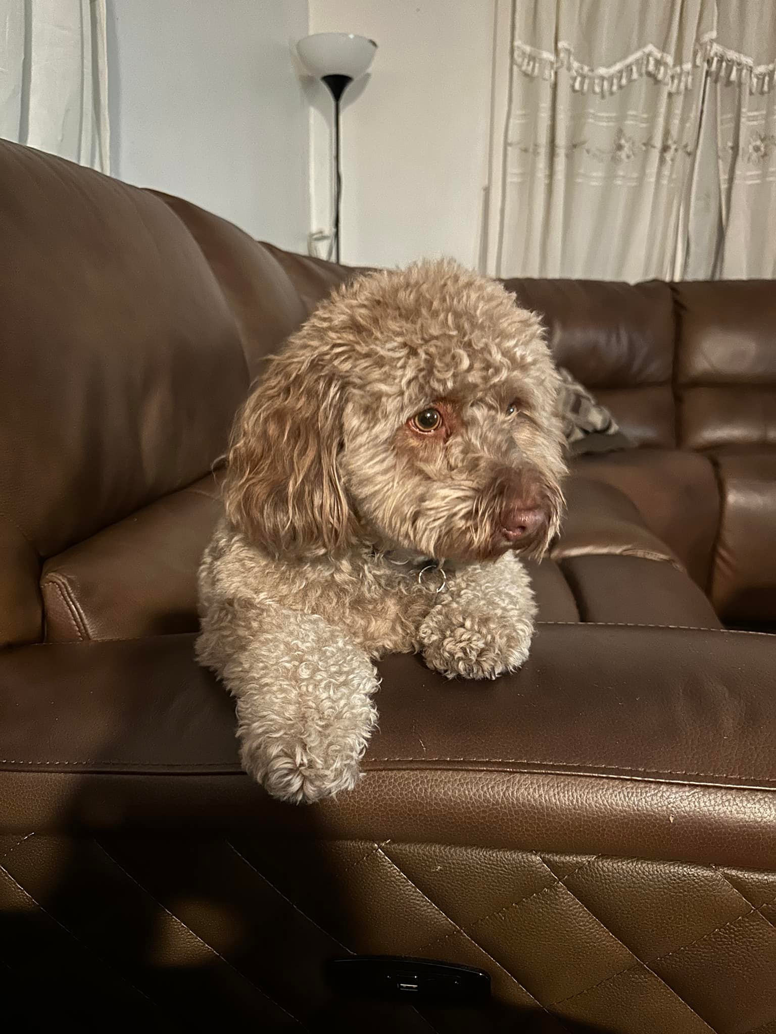 Cockapoo Owners | Facebook