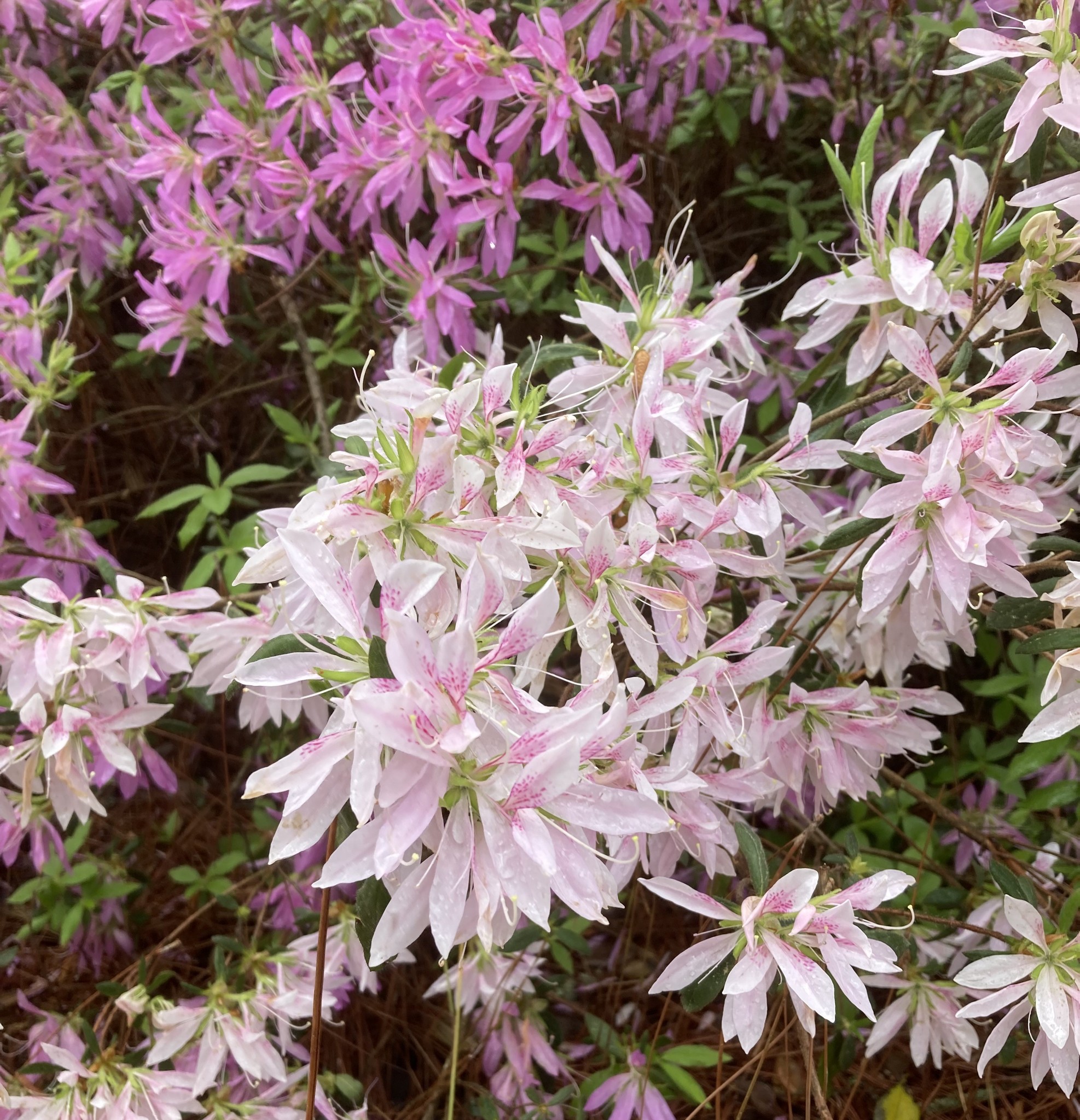 Rhododendron x 'Koromo Shikibu' purple flowers
