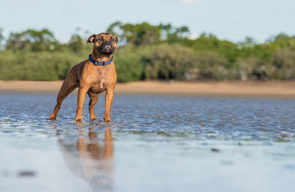 Hervey Bay Dog life | Facebook