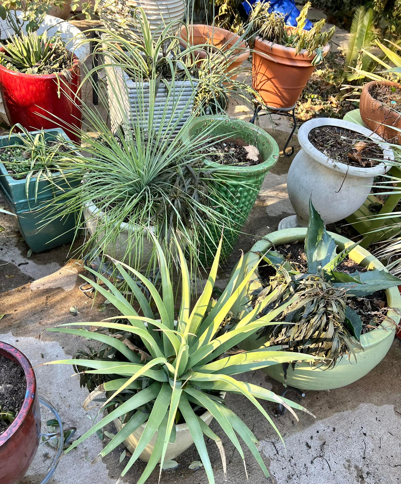 Yuca plants survived below freezing temperatures
