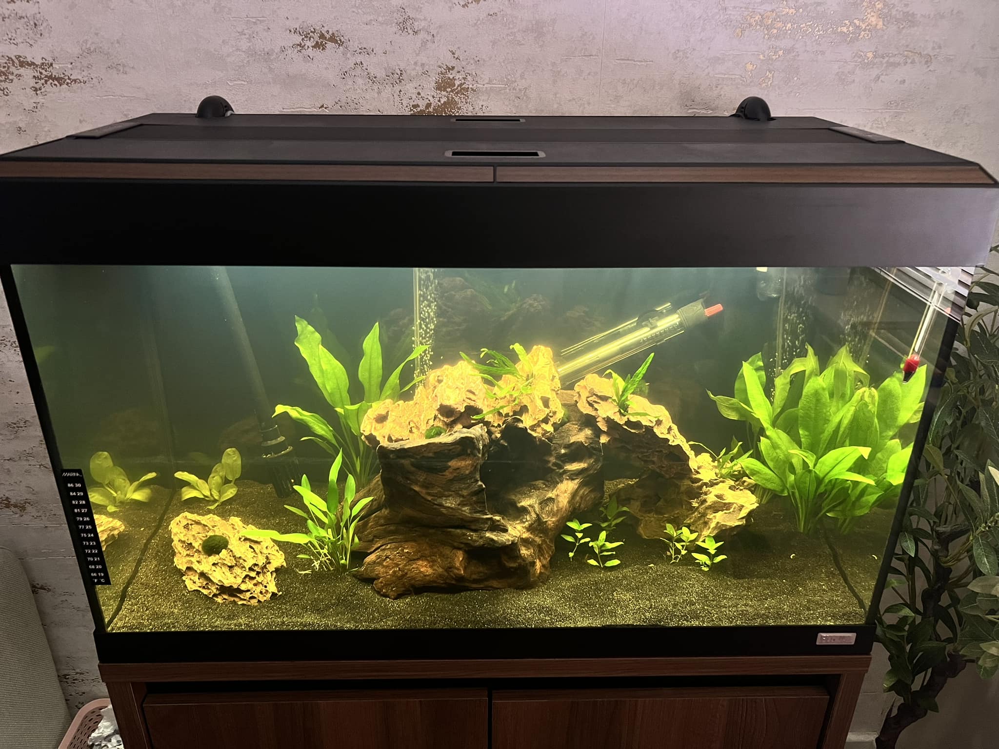 FISH TANK 会報 FT.001〜FT.015 + vol.0他 FISH TANK 会報 FT.001〜FT.015 + vol.0他 FISH TANK 会報 FT.
