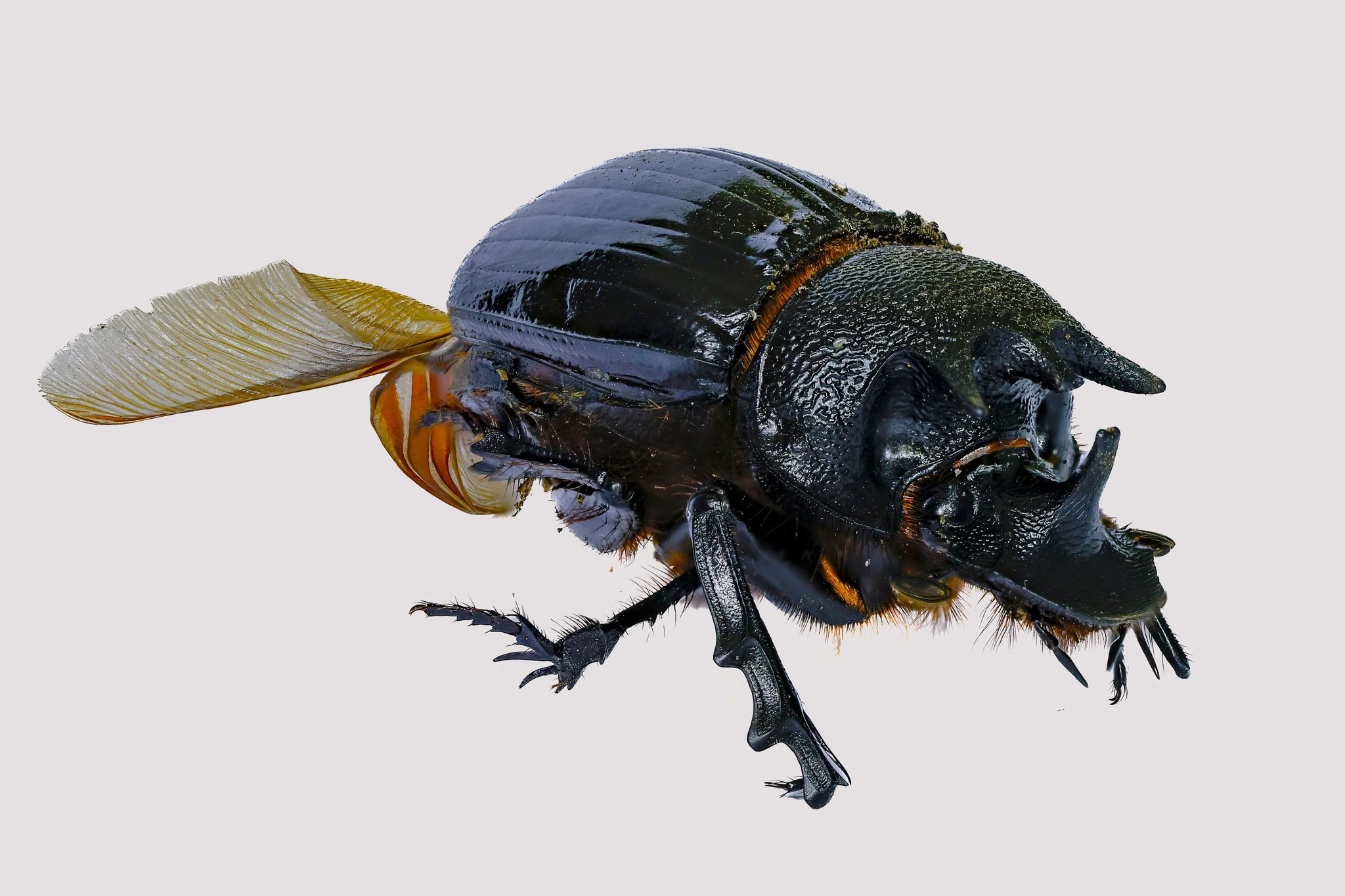 標本 Tanzania Helicopris pirmal 51mm What is this 50mm Heliocopris beetle species from Central Africa?