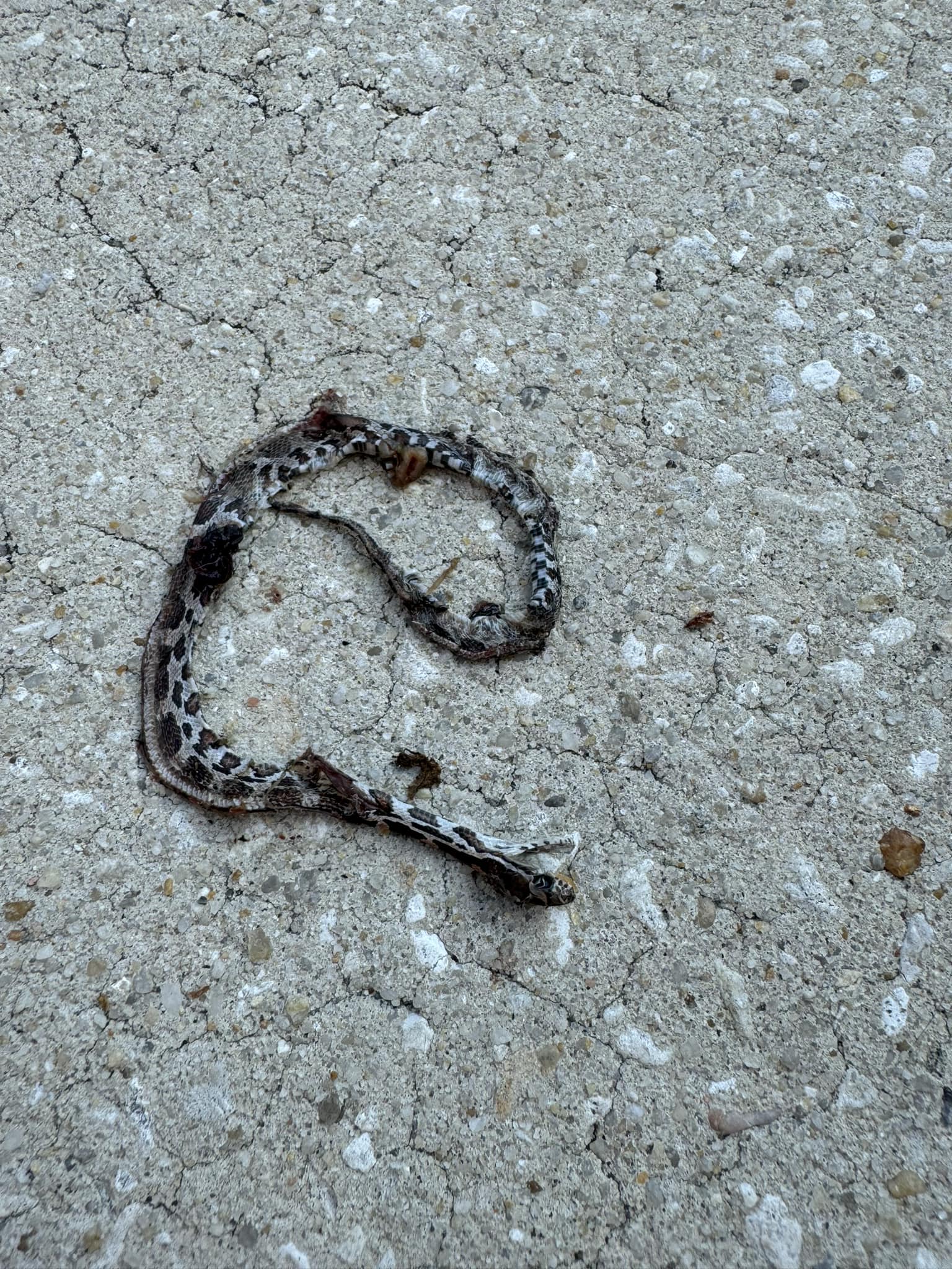 Snake Identification | Jacksonville, FL Totally surprised to find this ...