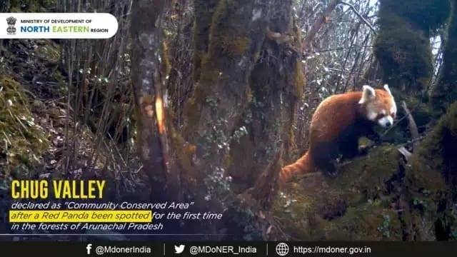 In a rare moment, the elusive #RedPanda has been spotted and
