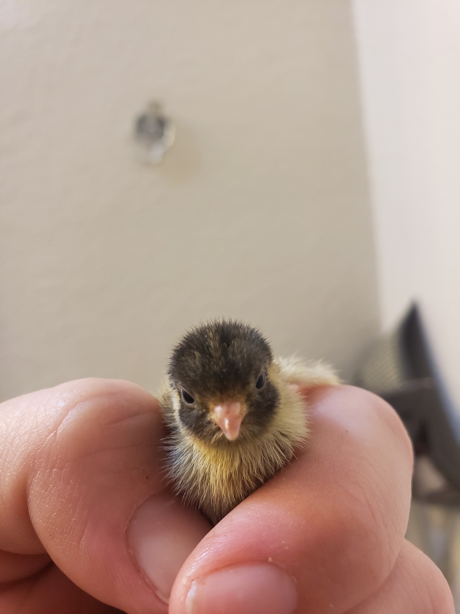 Button Quail - Hatching Eggs- Chinese Painted SPECIAL RARE. 6++ Eggs