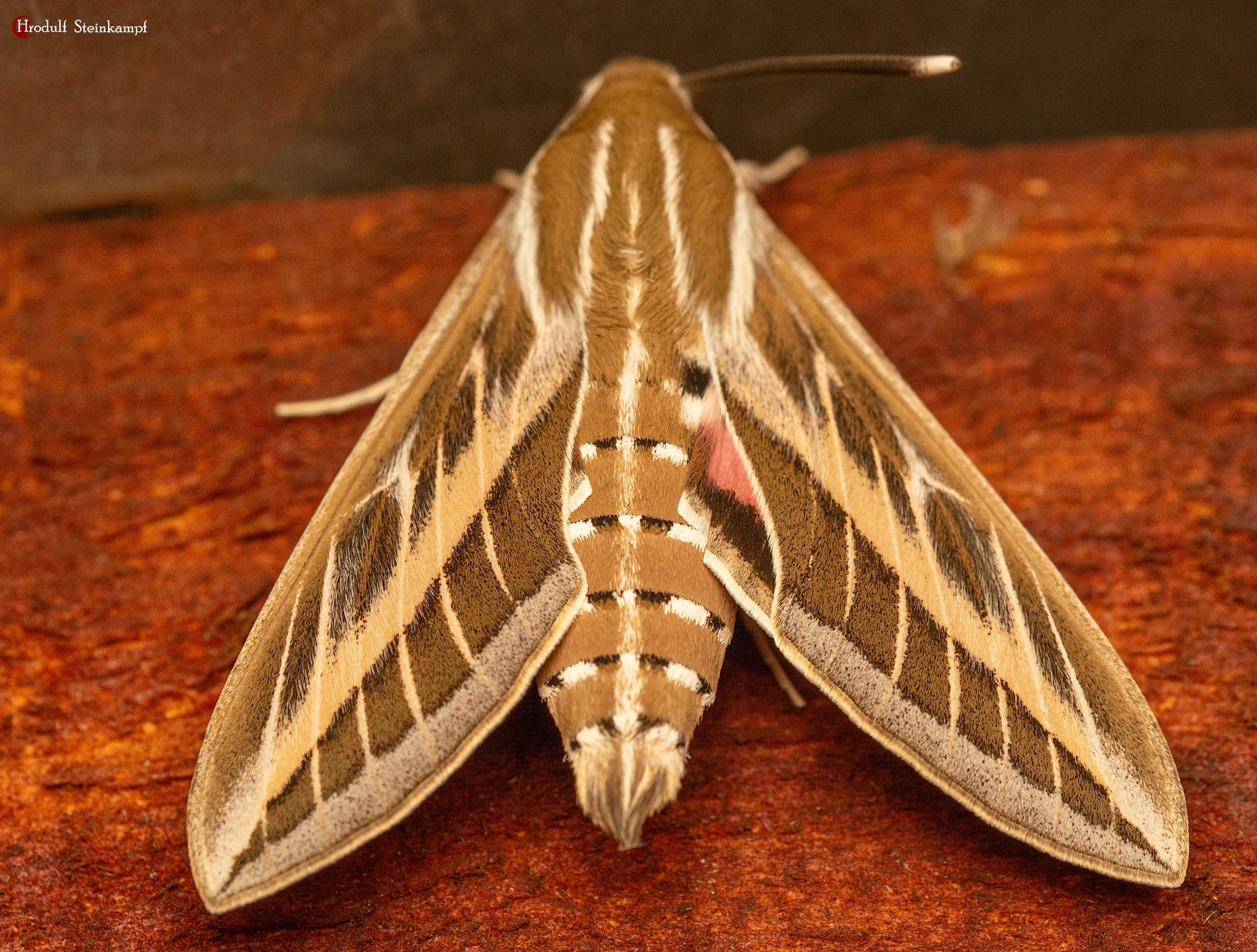 What is this moth in Southern Turkana, possibly Hyles livornica?