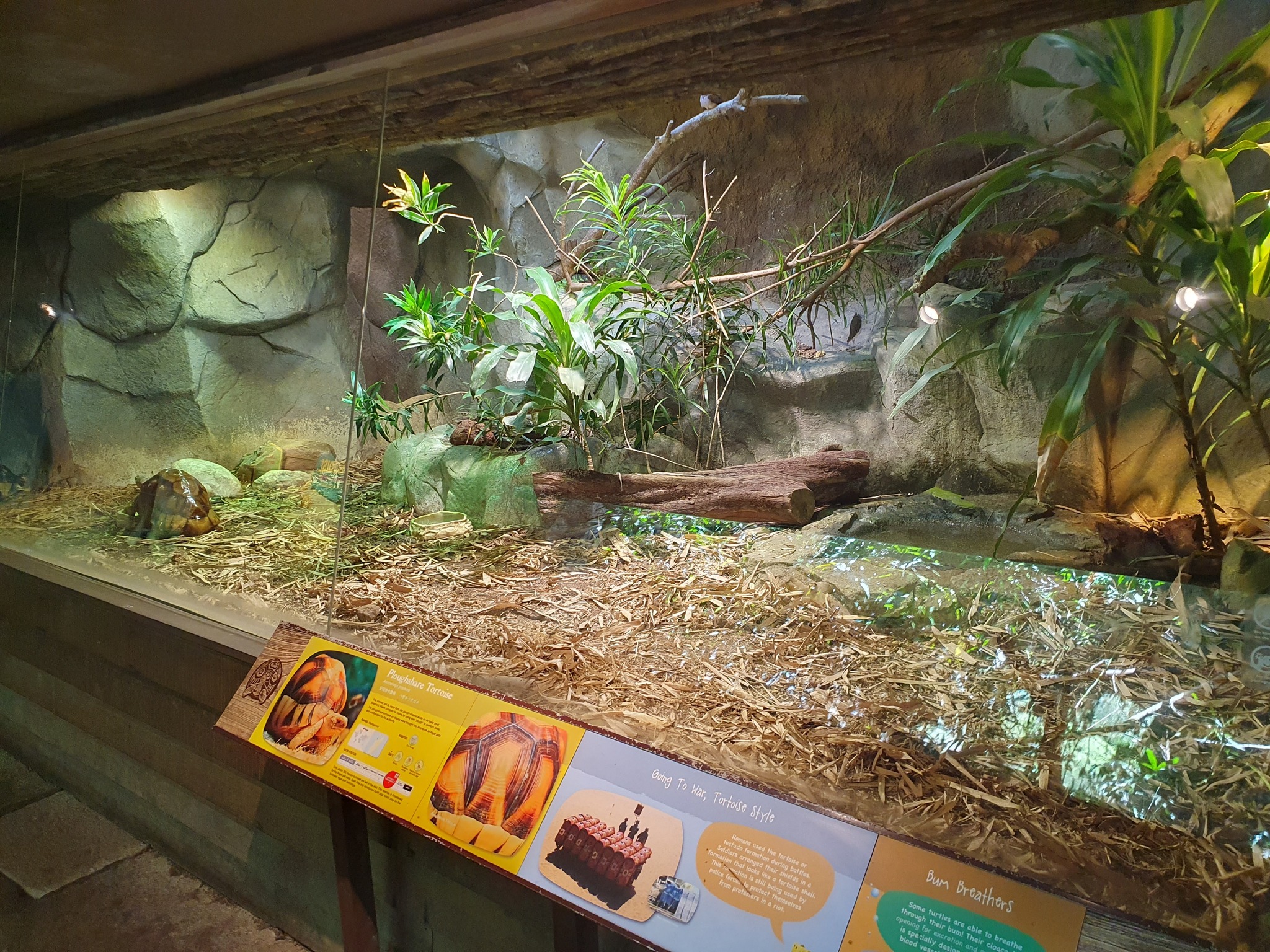 reptile kingdom