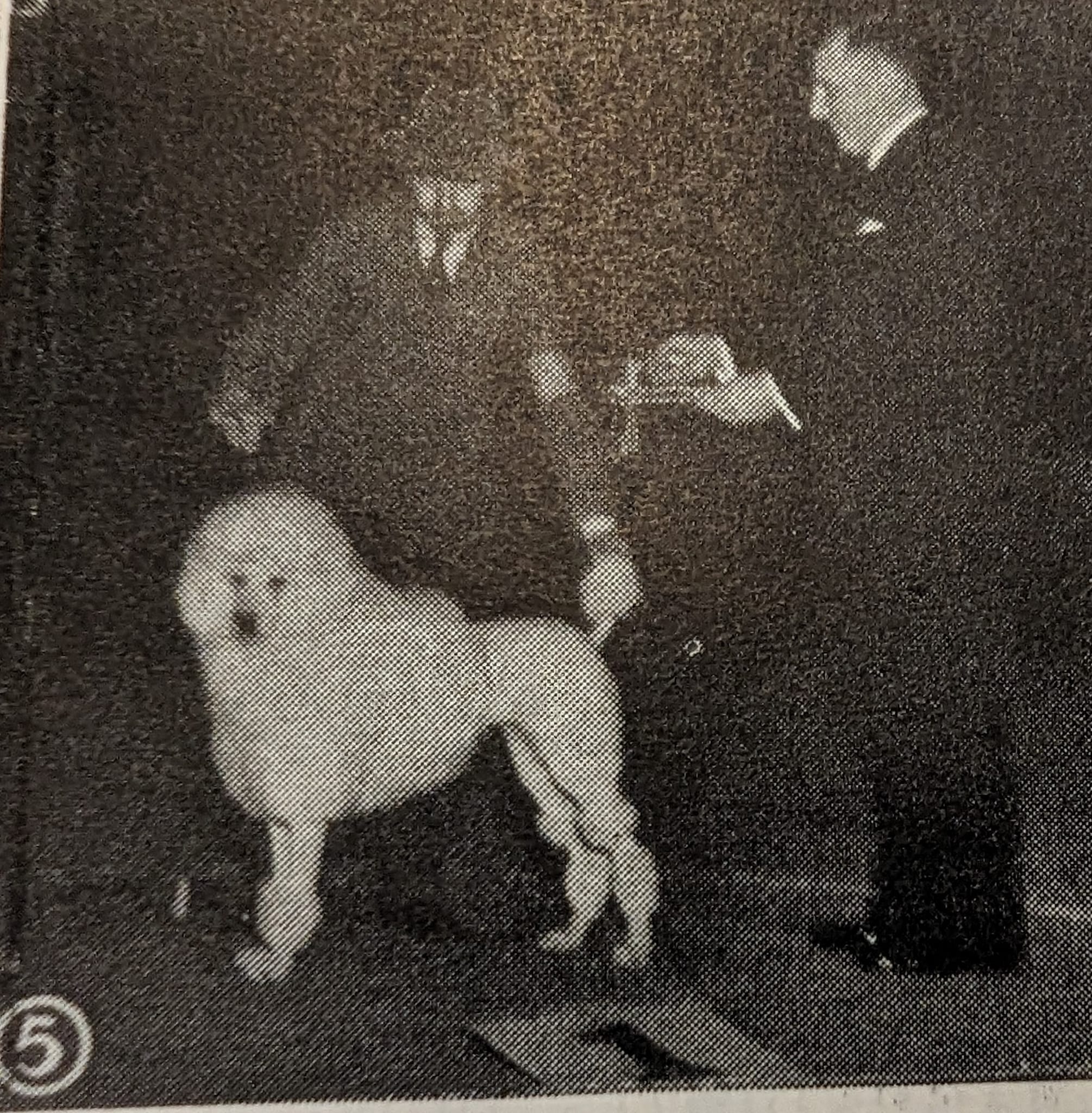 犬ページ Vintage Dog Show Winners from 1938 Dog World Magazine
