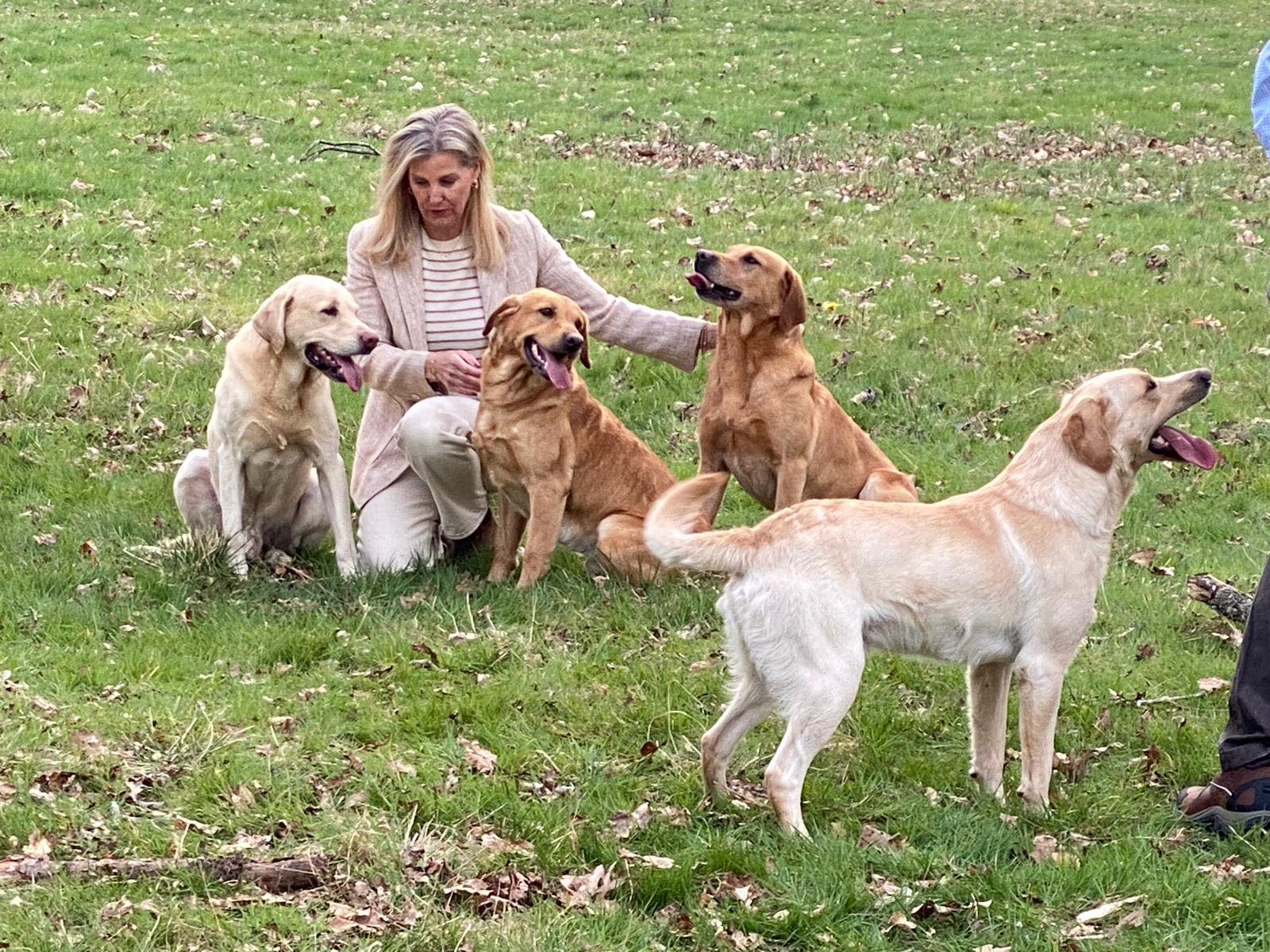 The Yellow Labrador Club | Facebook