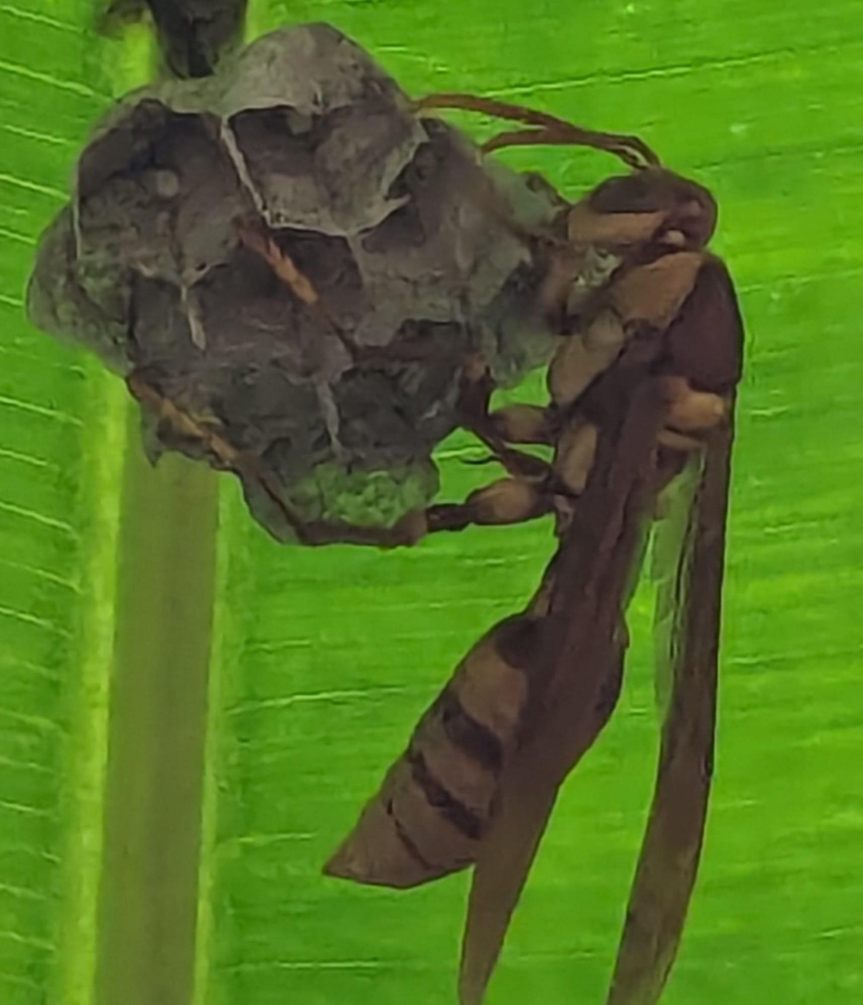Executioner wasp in Costa Rica and its severe sting symptoms