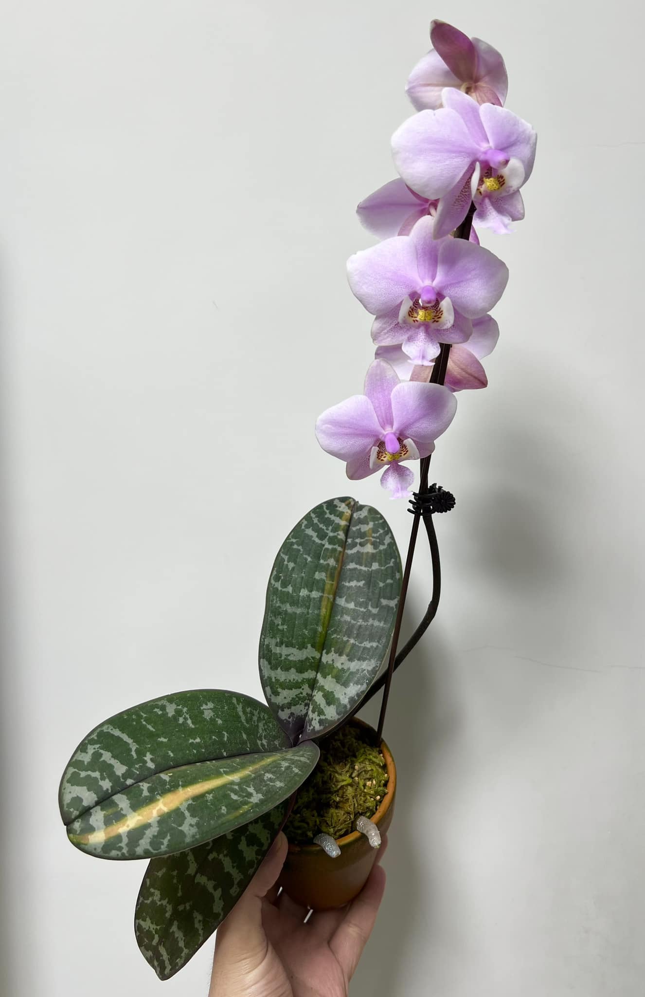 Phal. Schilleriana Variegated ☺️
