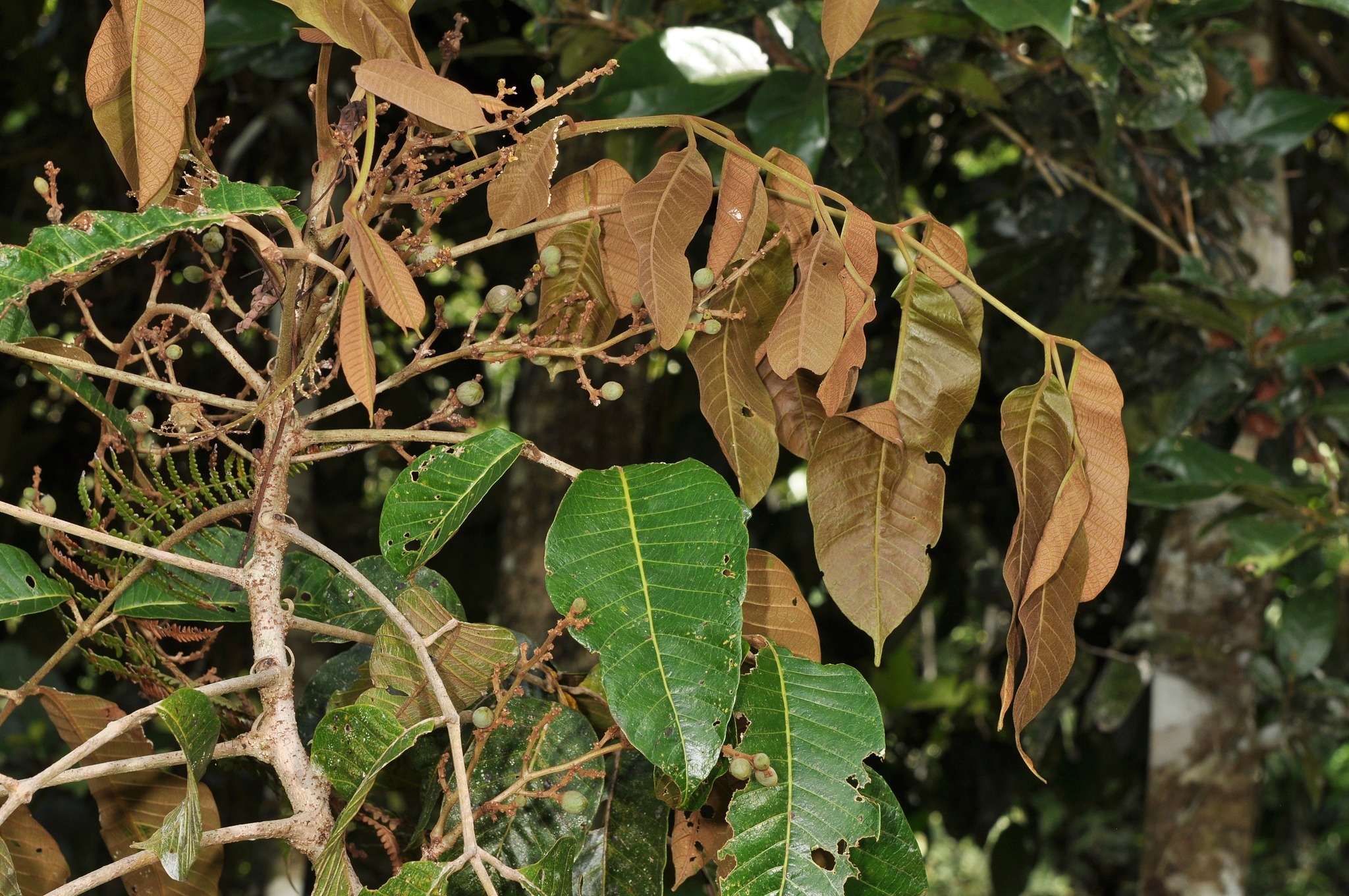 Co's Digital Flora of the Philippines | Canarium asperum var | Facebook