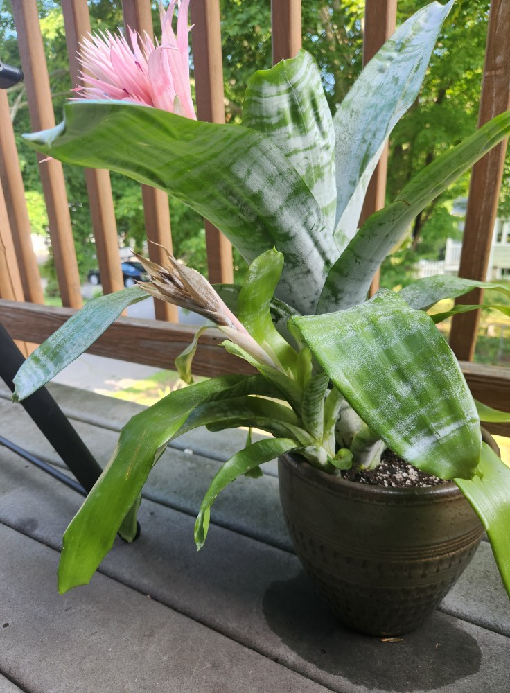 Aechmea brassicoides bromeliad with unique closed top