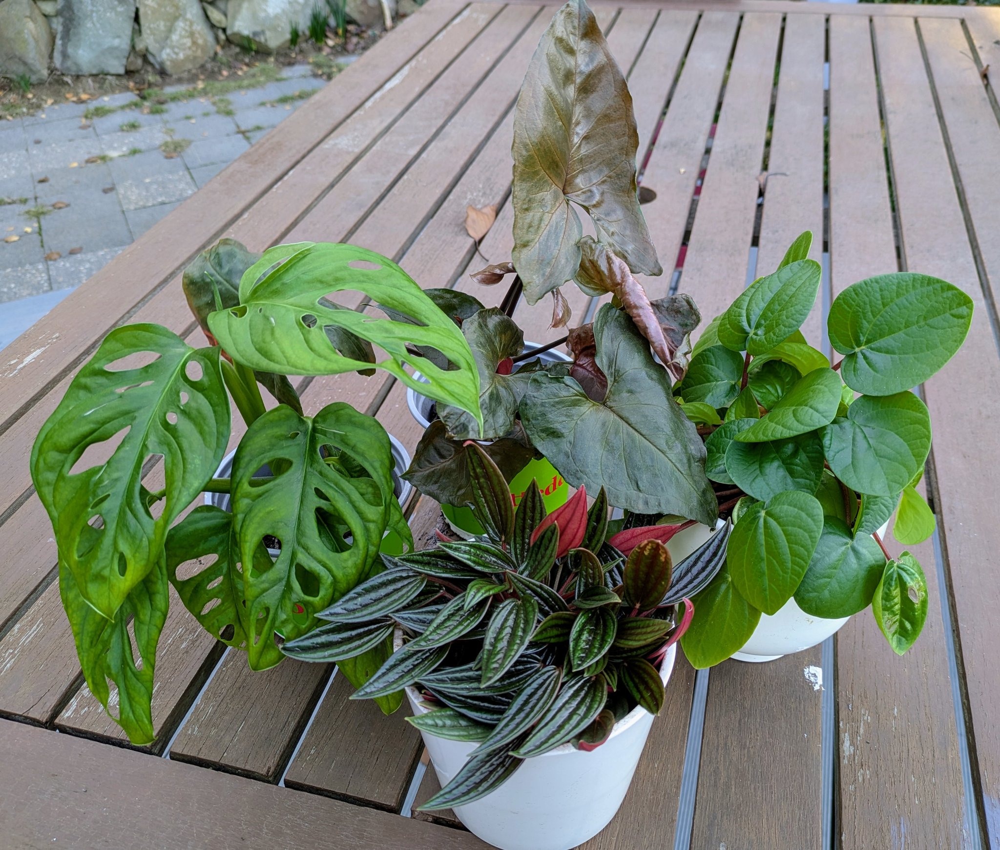 Hi, anyone selling Rangoon creeper plant?
