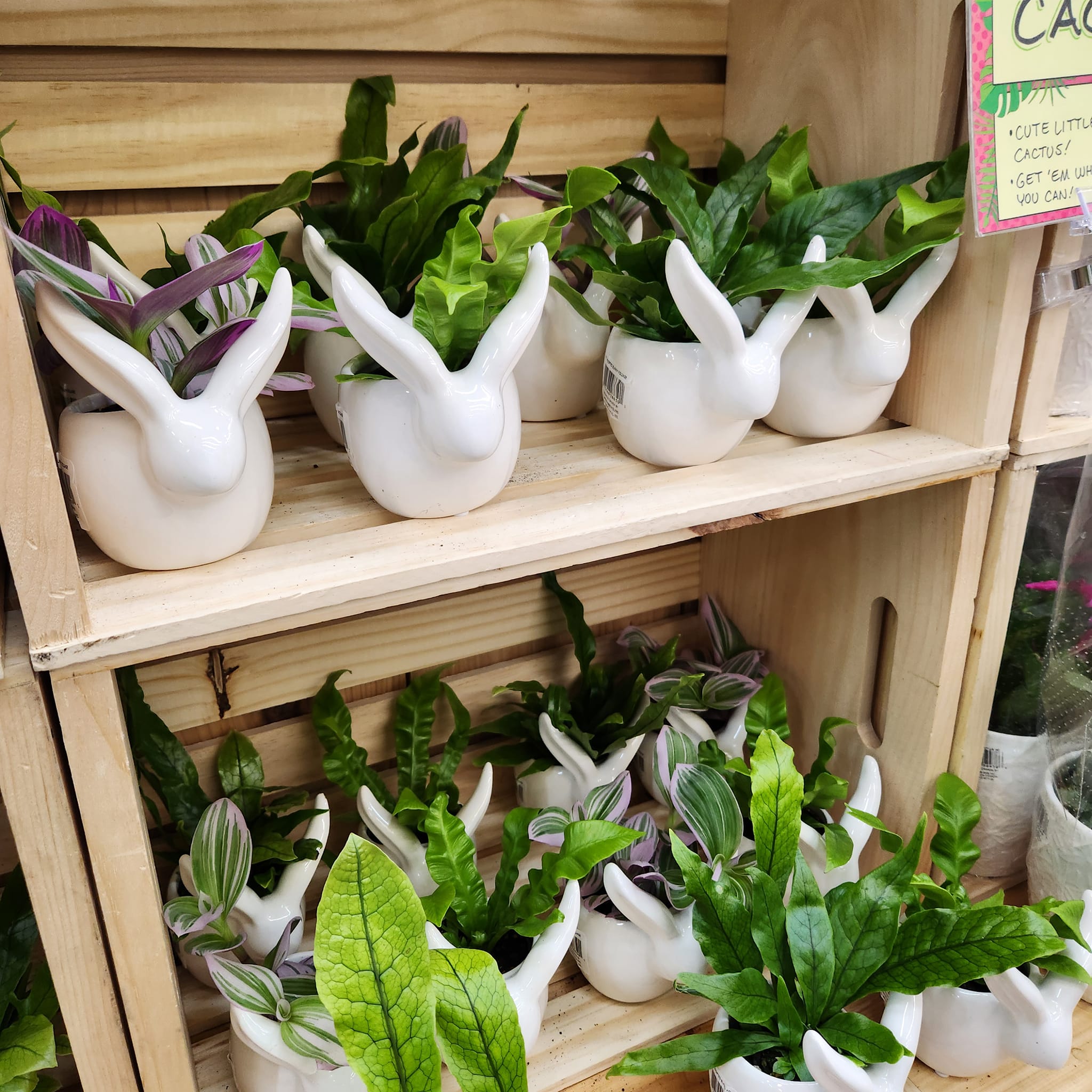 Trader Joe's has bunny plants for $6.99! (Obviously not safe for