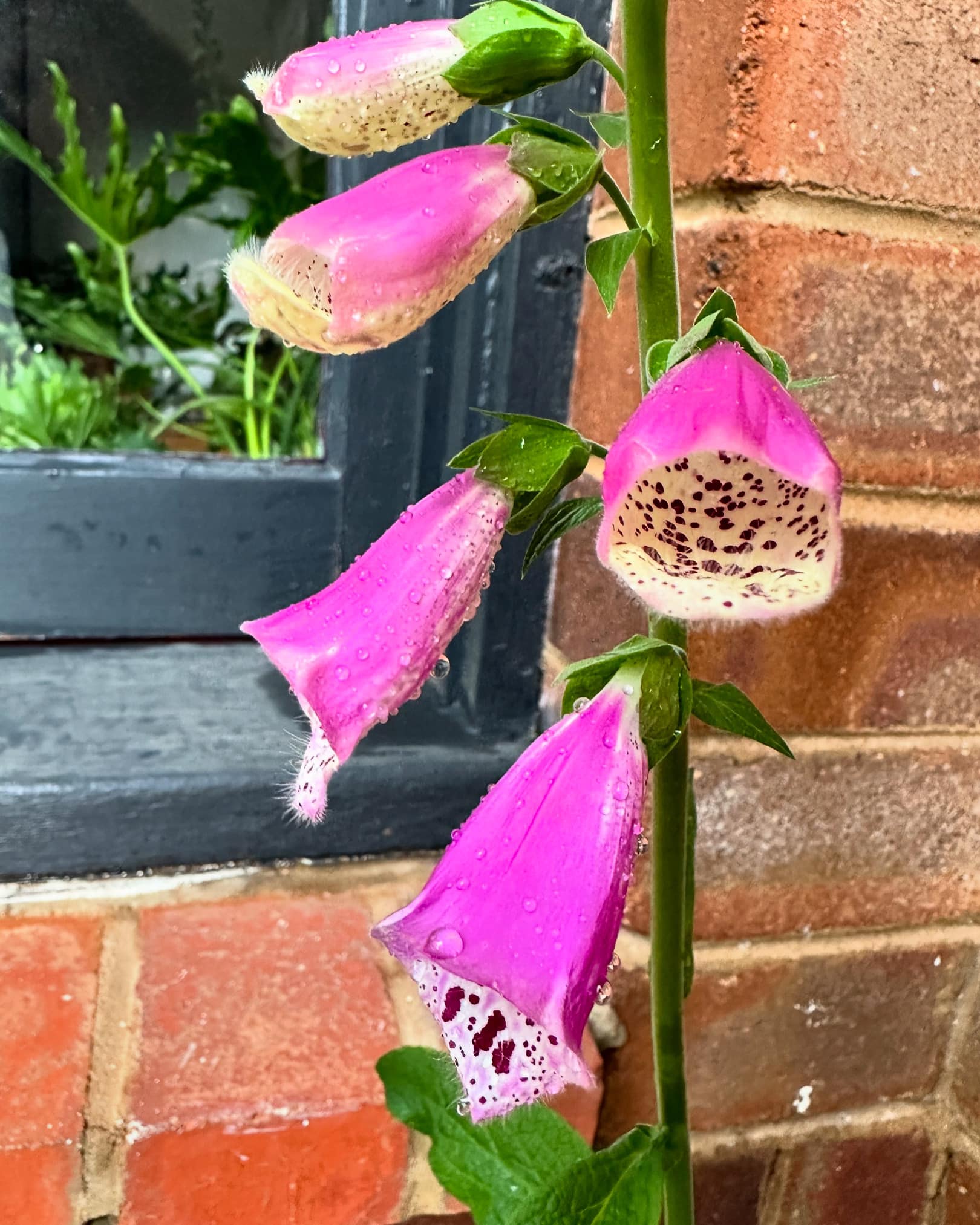 Unique flowers resembling whale mouths in Canberra garden
