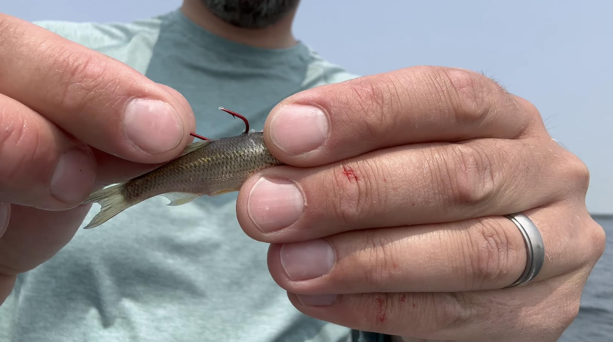best hook for minnow fishing Live Terminal Tackle effective terminal tackle essential 6th Sense Live Minnow Hook