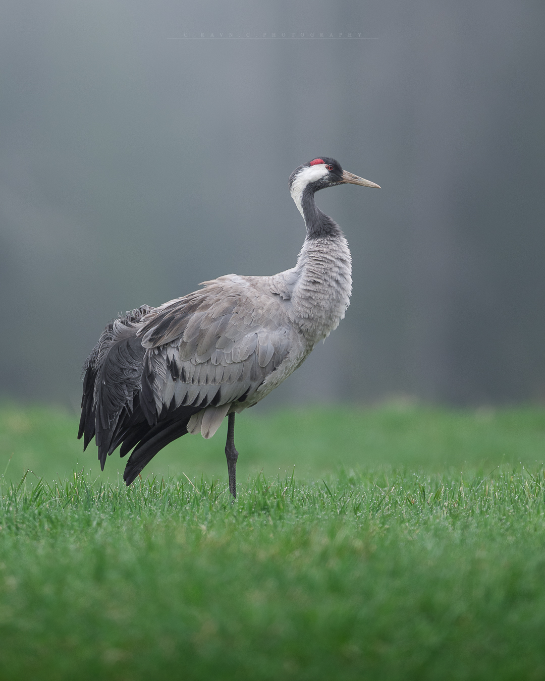 Nordiske Naturfotografer | Went to Sweden for capercaillies | Facebook