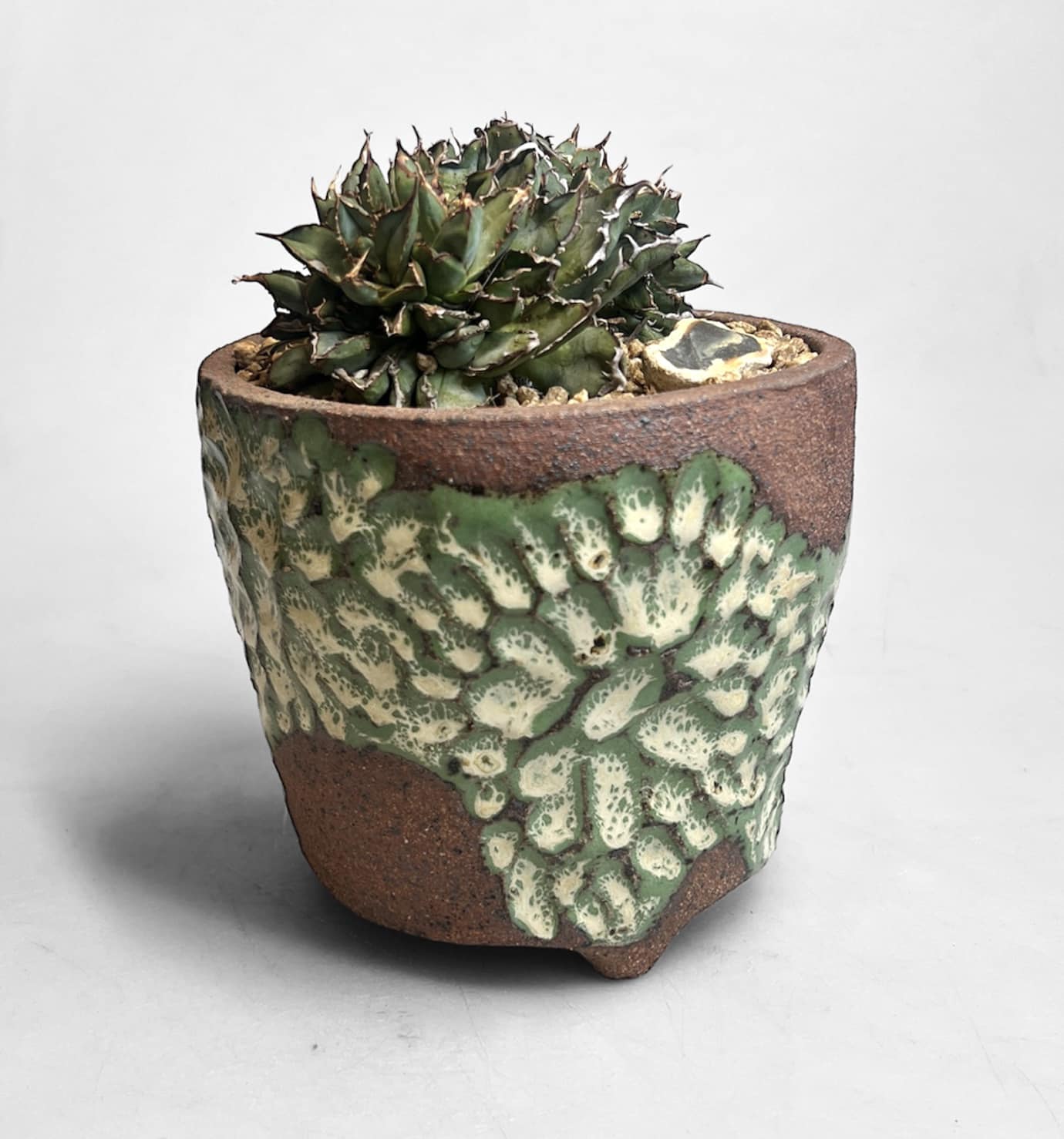 Agave oteroi devil's filigree in a planter by me.