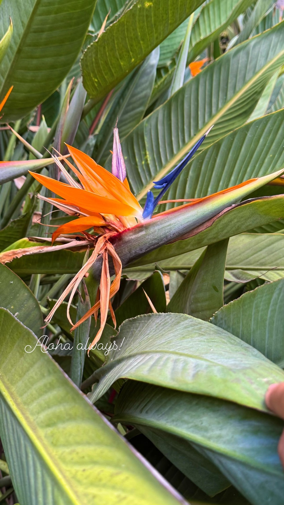 Happy aloha Friday to everyone. It is a bird of paradise flowers