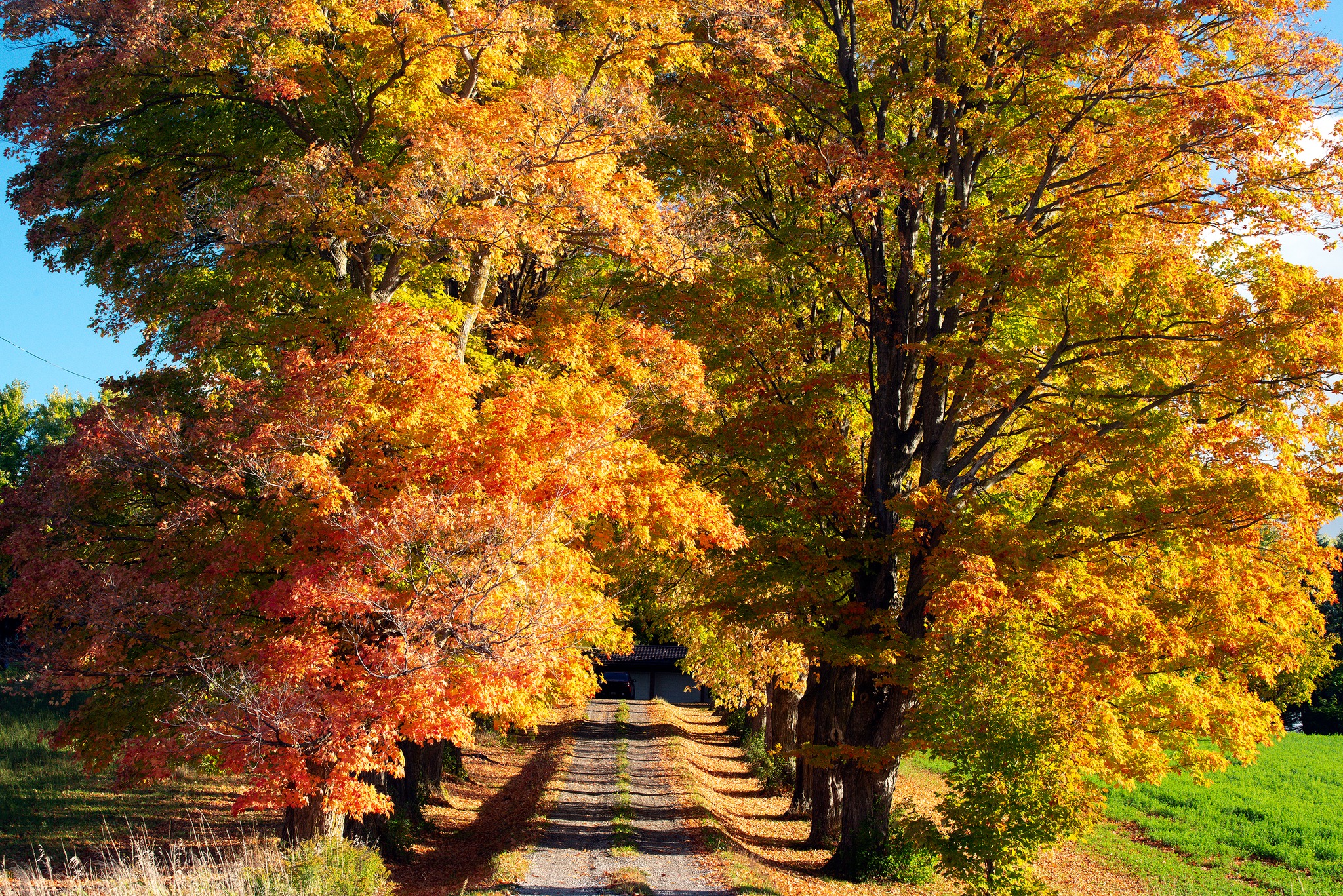 Caught in Guelph (and Area) | # Mostly poor fall colour around Guelph ...