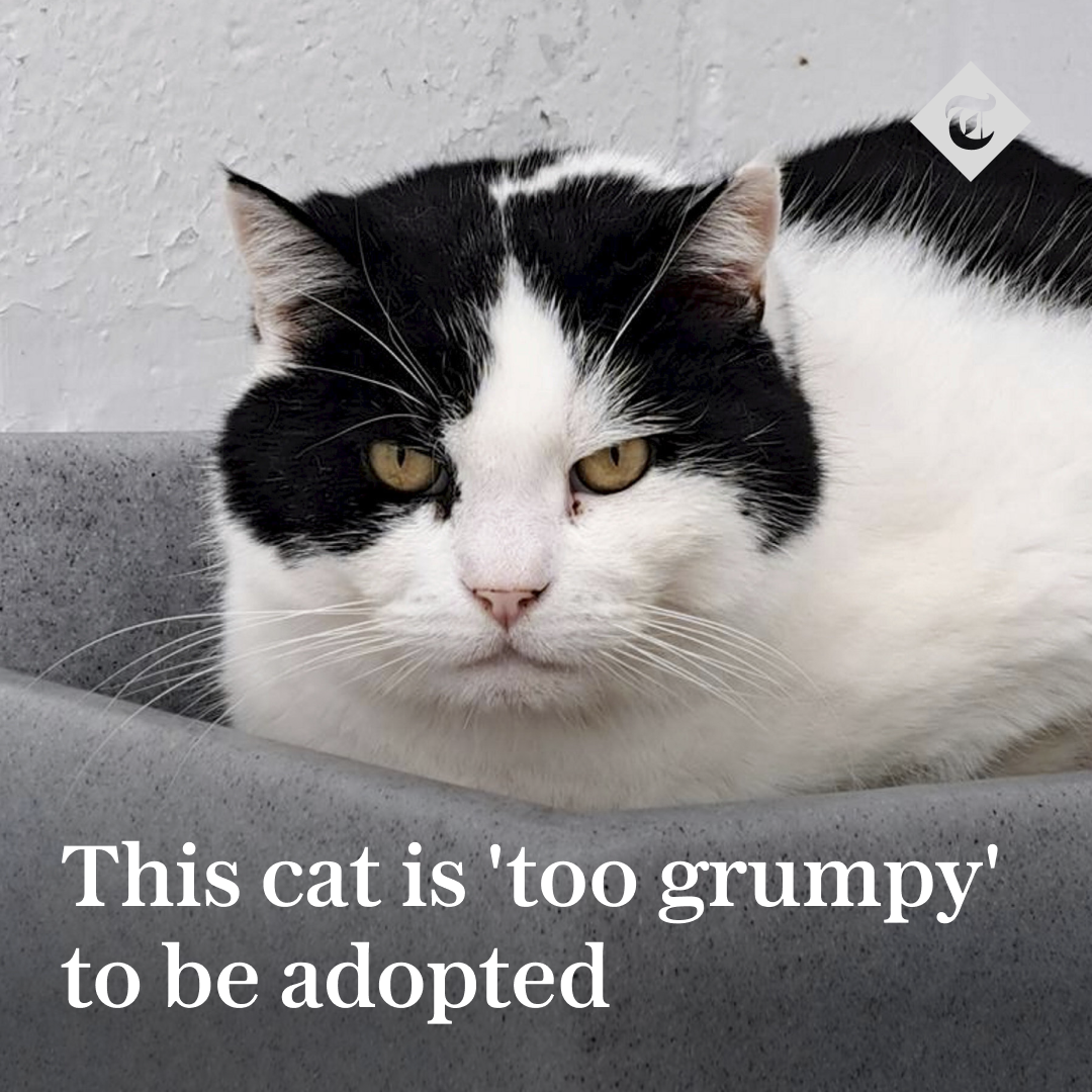 The Telegraph - 😾 Flash the cat is still looking for a new home after ...