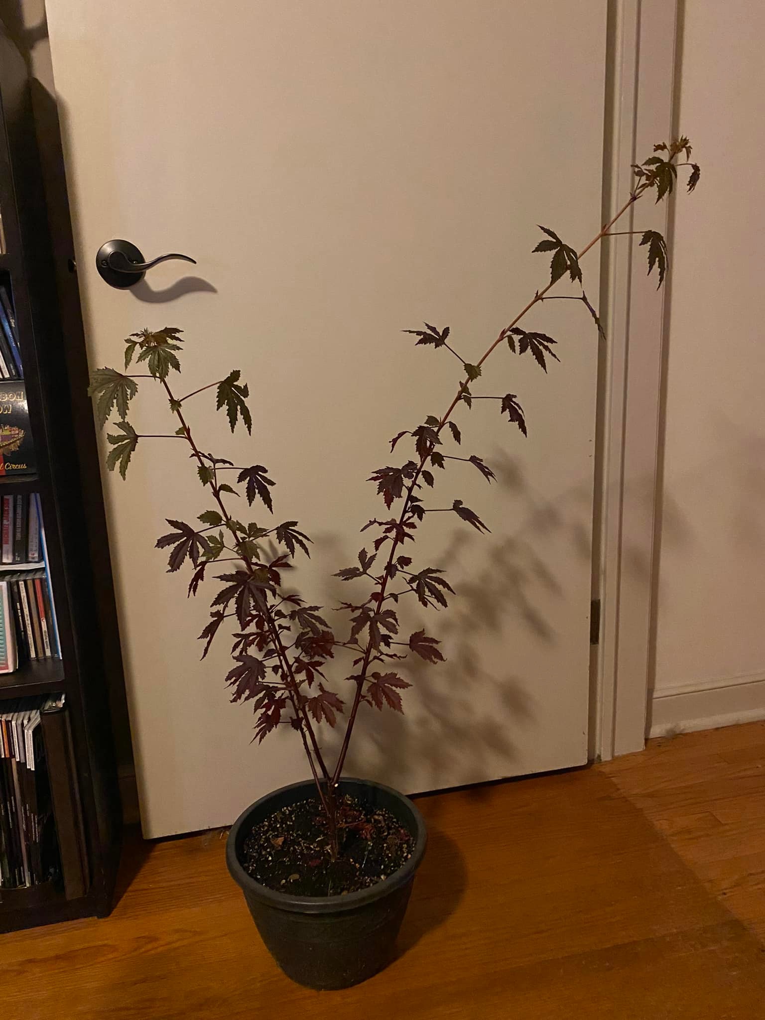 How to start a bonsai with a potentially mislabeled hibiscus plant?
