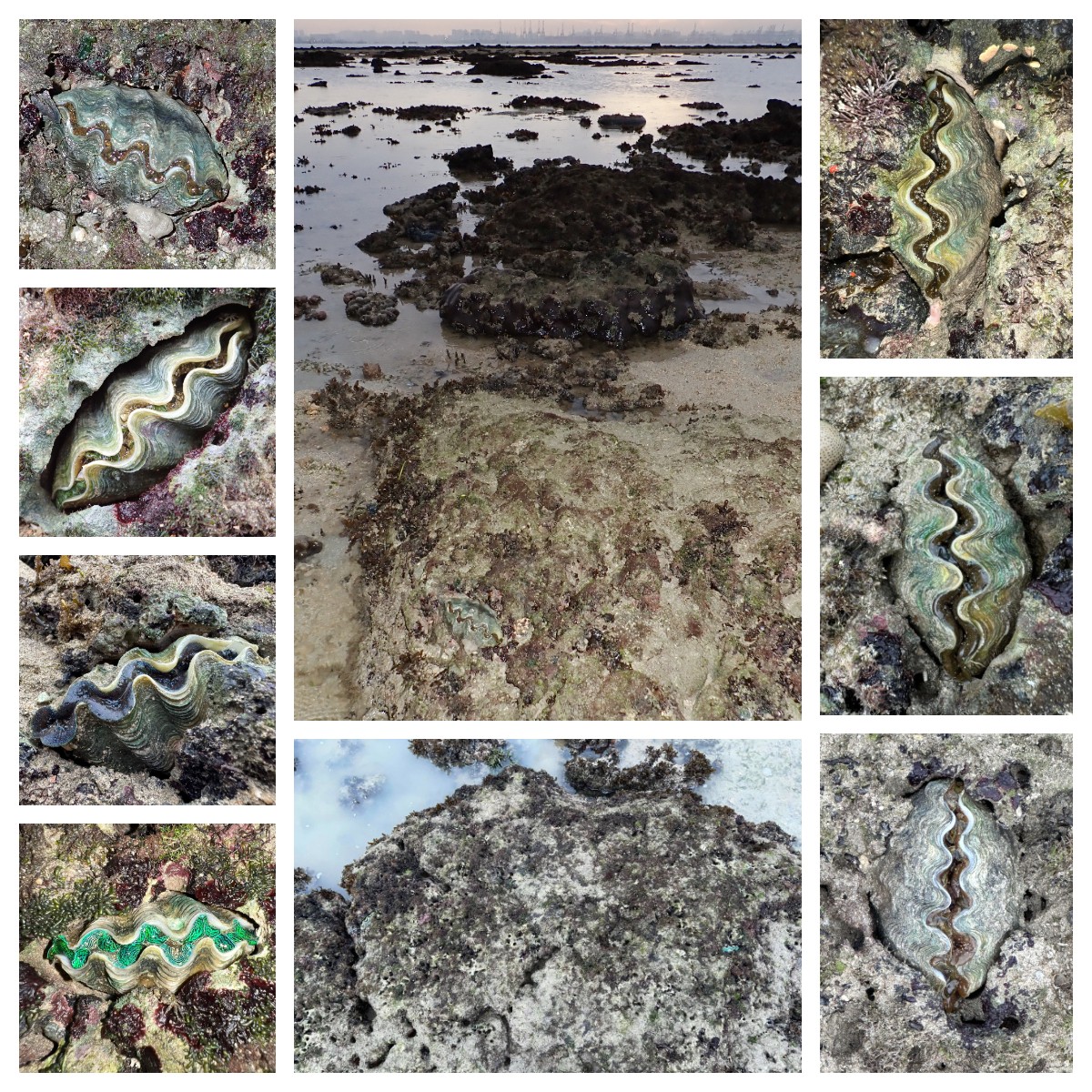 Ria - Updating with the 7 Burrowing giant clams seen at Terumbu Pempang ...