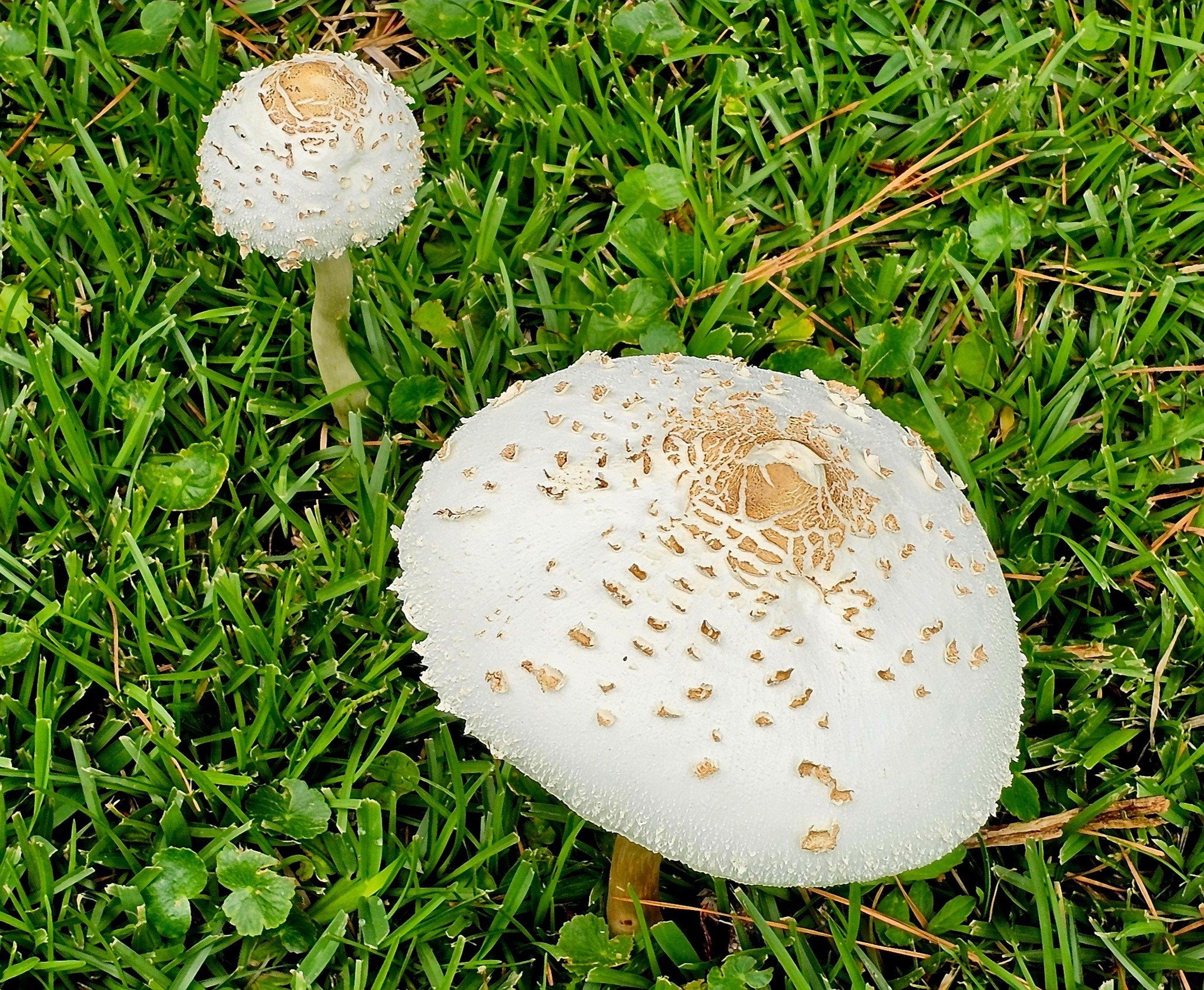 Identifying poisonous false parasol mushrooms