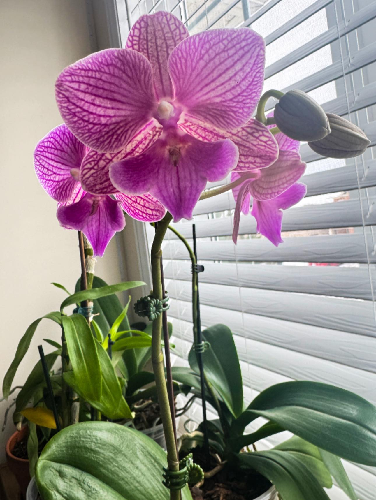 Orchid glowing in early morning sunshine