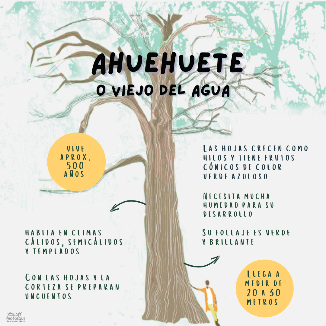 El ahuehuete es el árbol... - Pro Bosque de Chapultepec