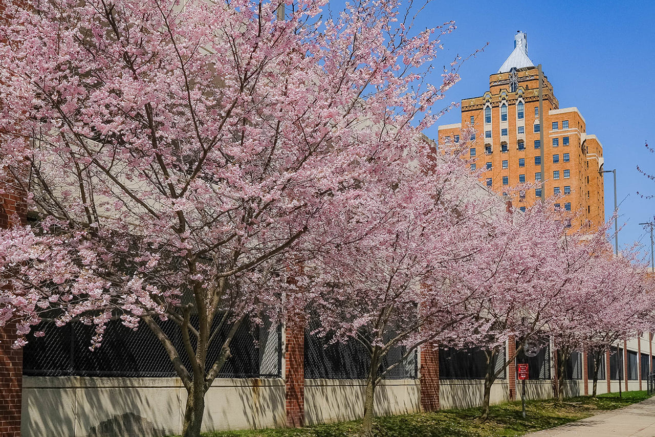 We spy some cherry blossoms at Lock 3! 👀🌸 The 2026 Downtown