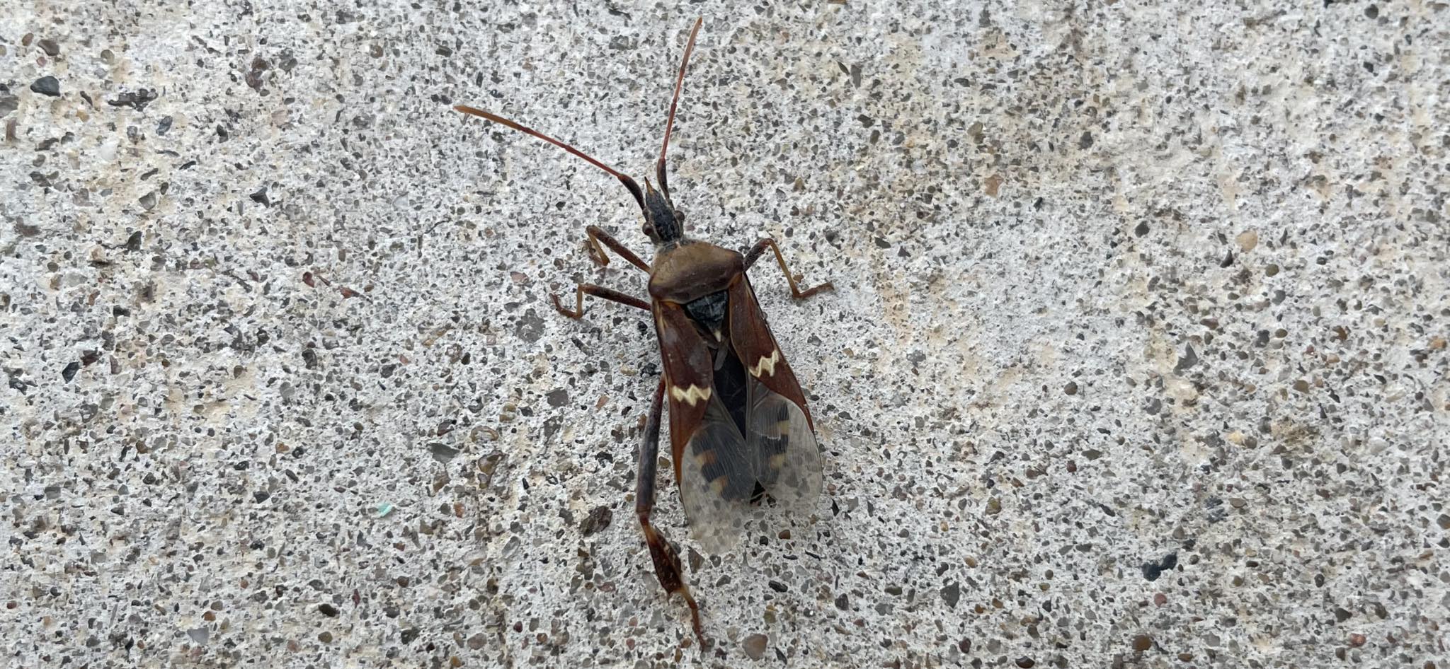 This bug is 4-5” long!!! What is it?! Leander, TX….