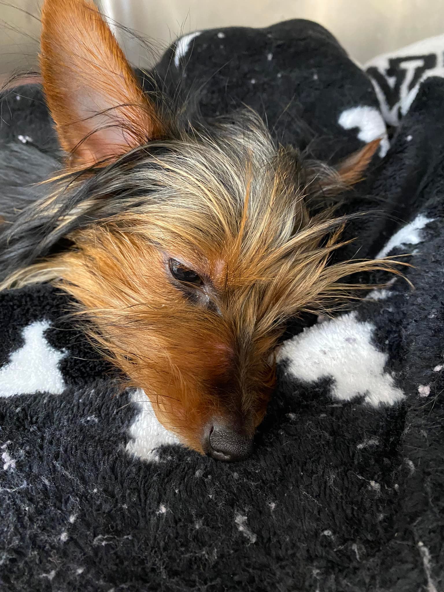 Update: The owner of this dog has been found, thank you for