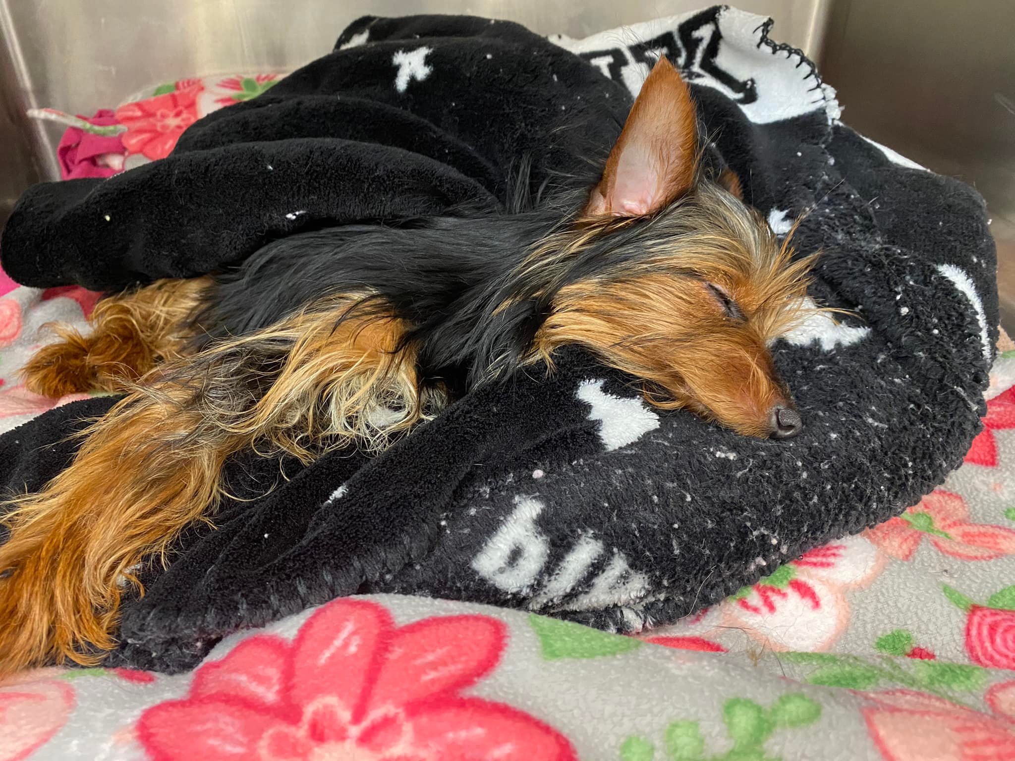Update: The owner of this dog has been found, thank you for