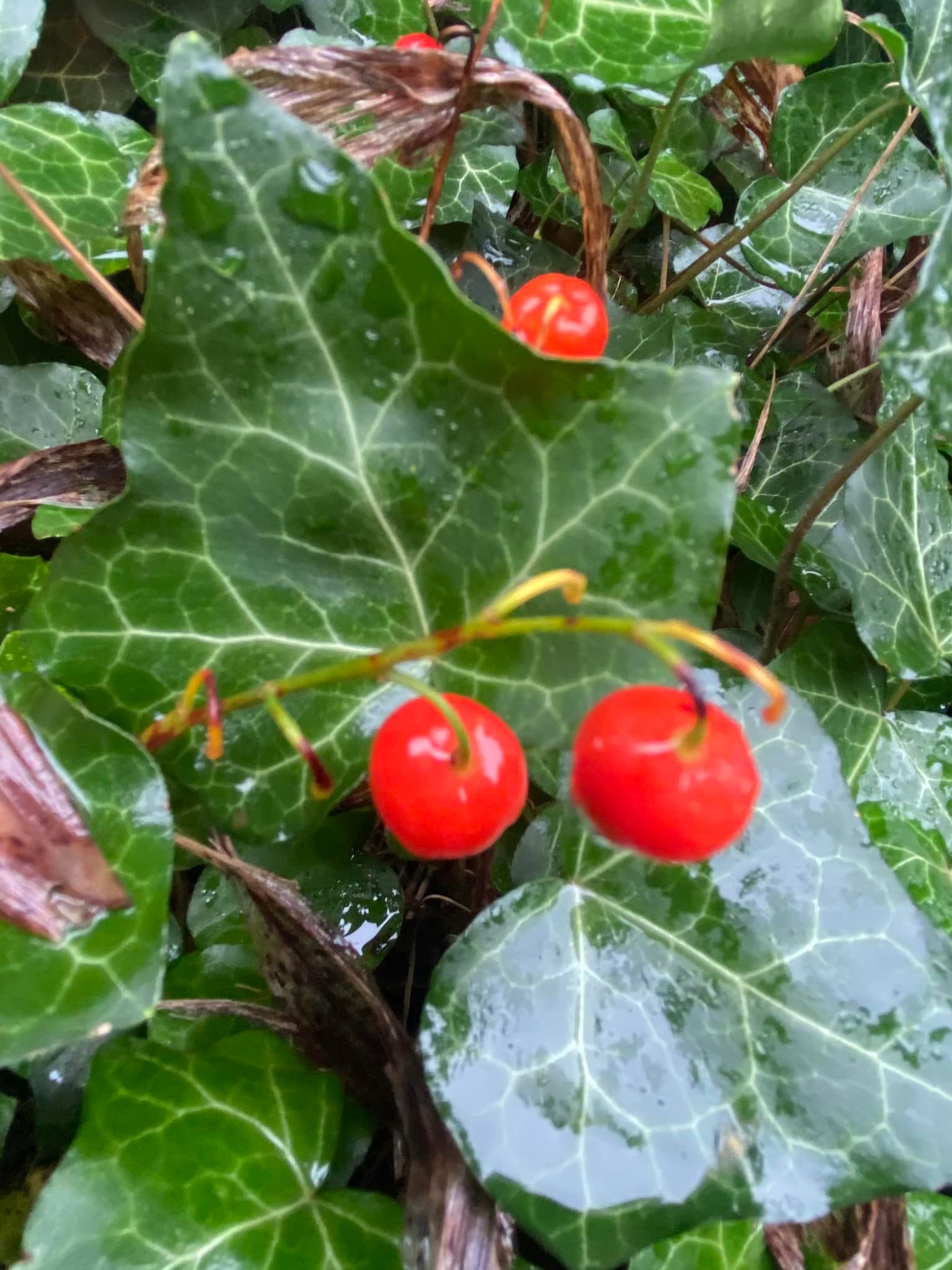 What are the small plants growing among ivy in zone 6b?