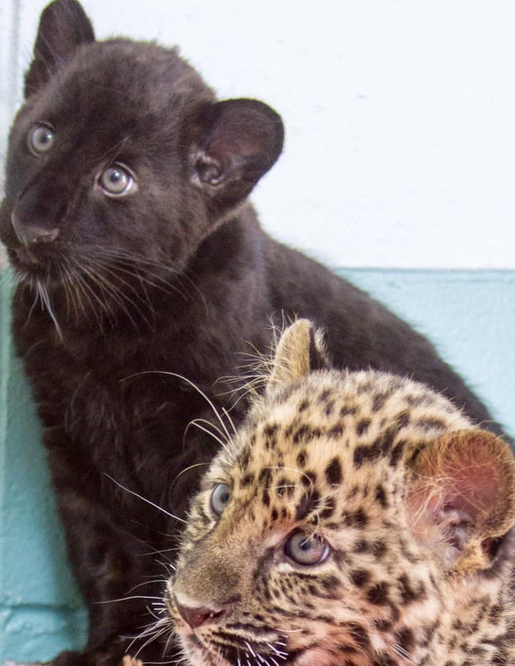 Connecticut's Beardsley Zoo - Can’t get enough of Amur leopard cubs ...