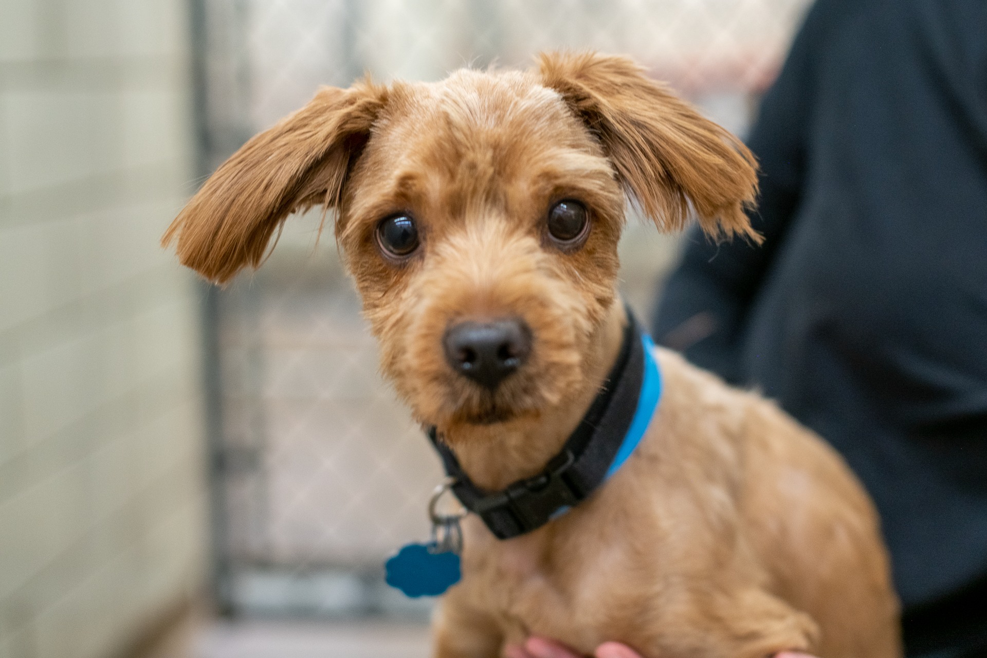 👑 Prince is ready to rule over... - Animal Humane Society