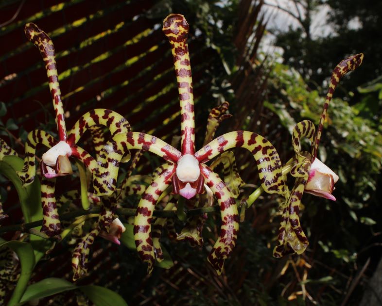 Arachnis flos-aeris orchid species